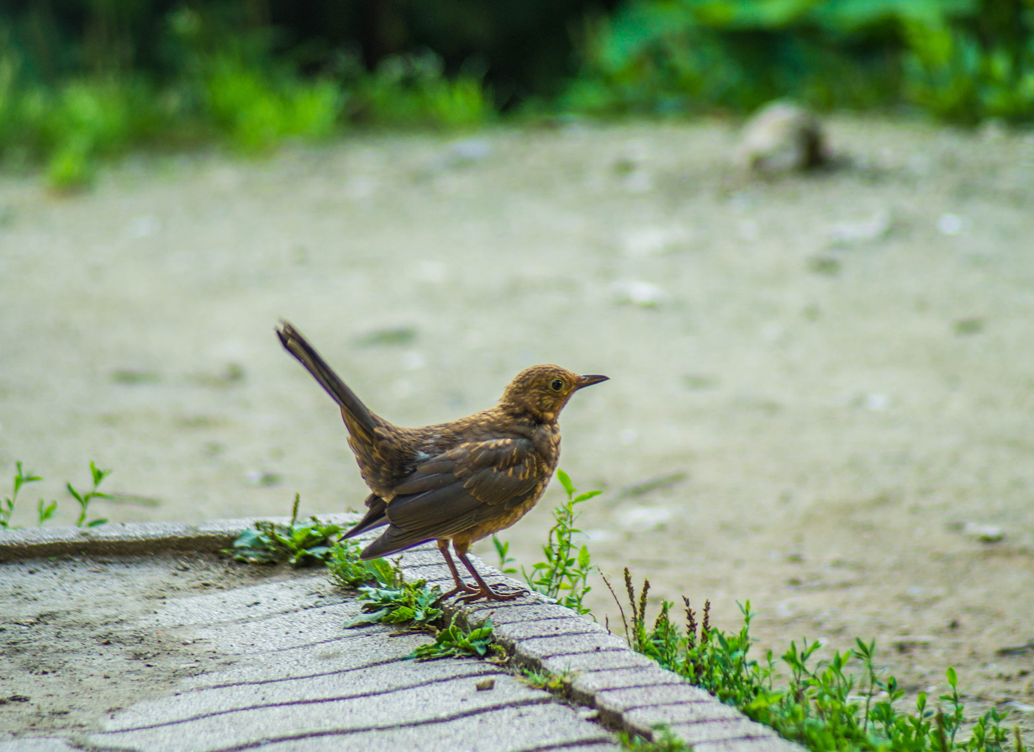 Sony SLT-A37 + Minolta AF 70-210mm F4.5-5.6 [II] sample photo. Little friend photography