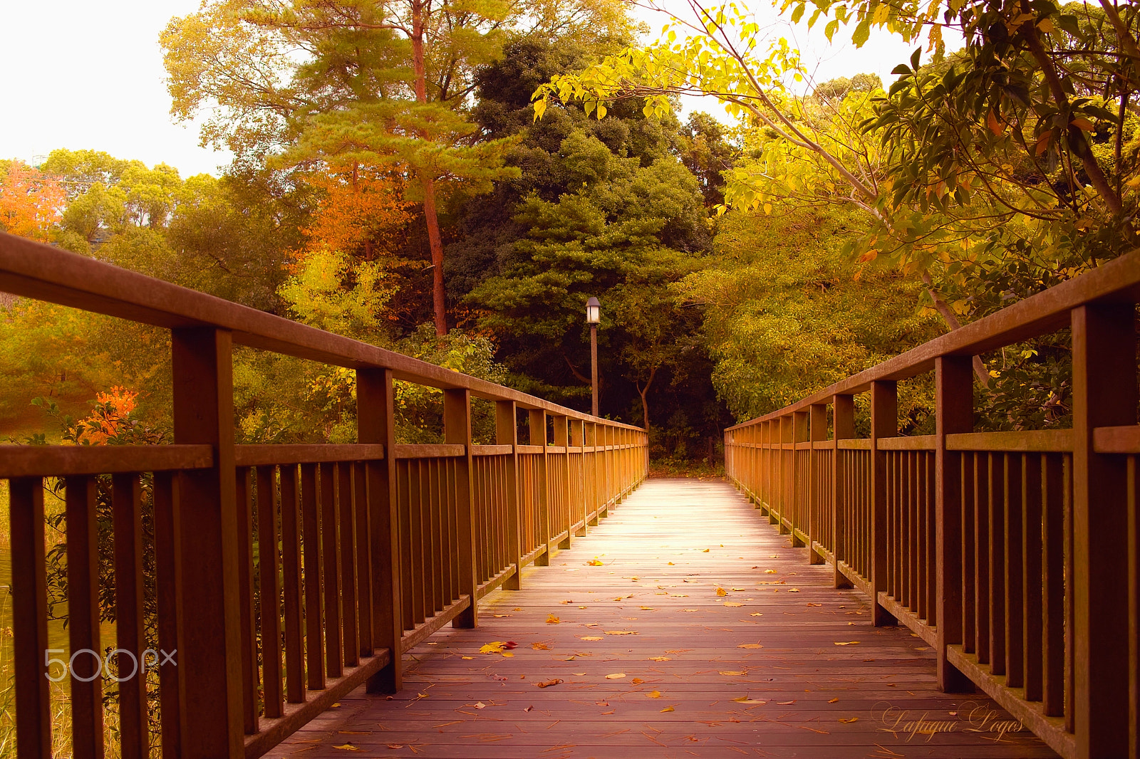 Sigma DP2 sample photo. Bridge of autumn photography