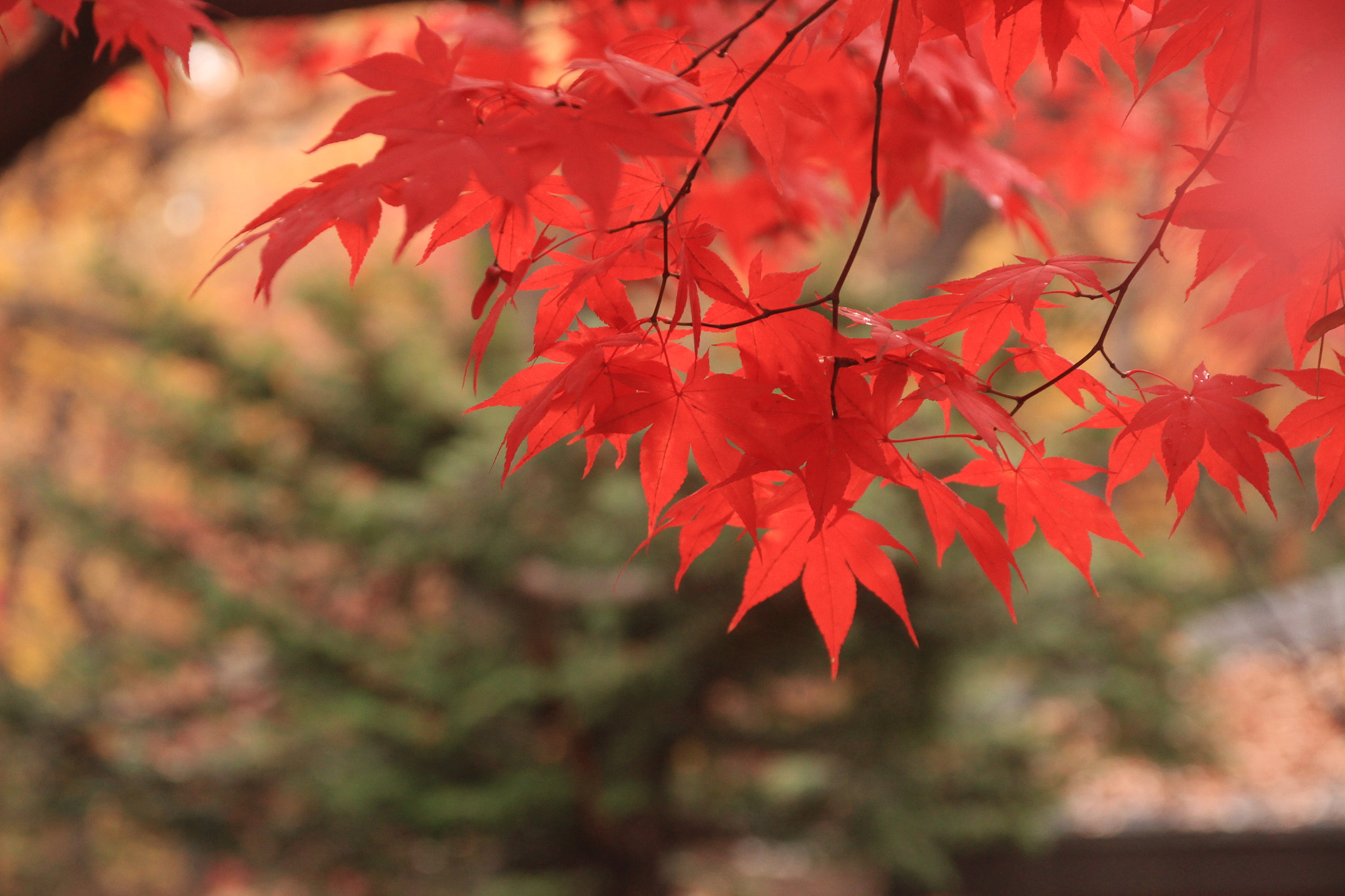Canon EOS 650D (EOS Rebel T4i / EOS Kiss X6i) sample photo. Wow photography