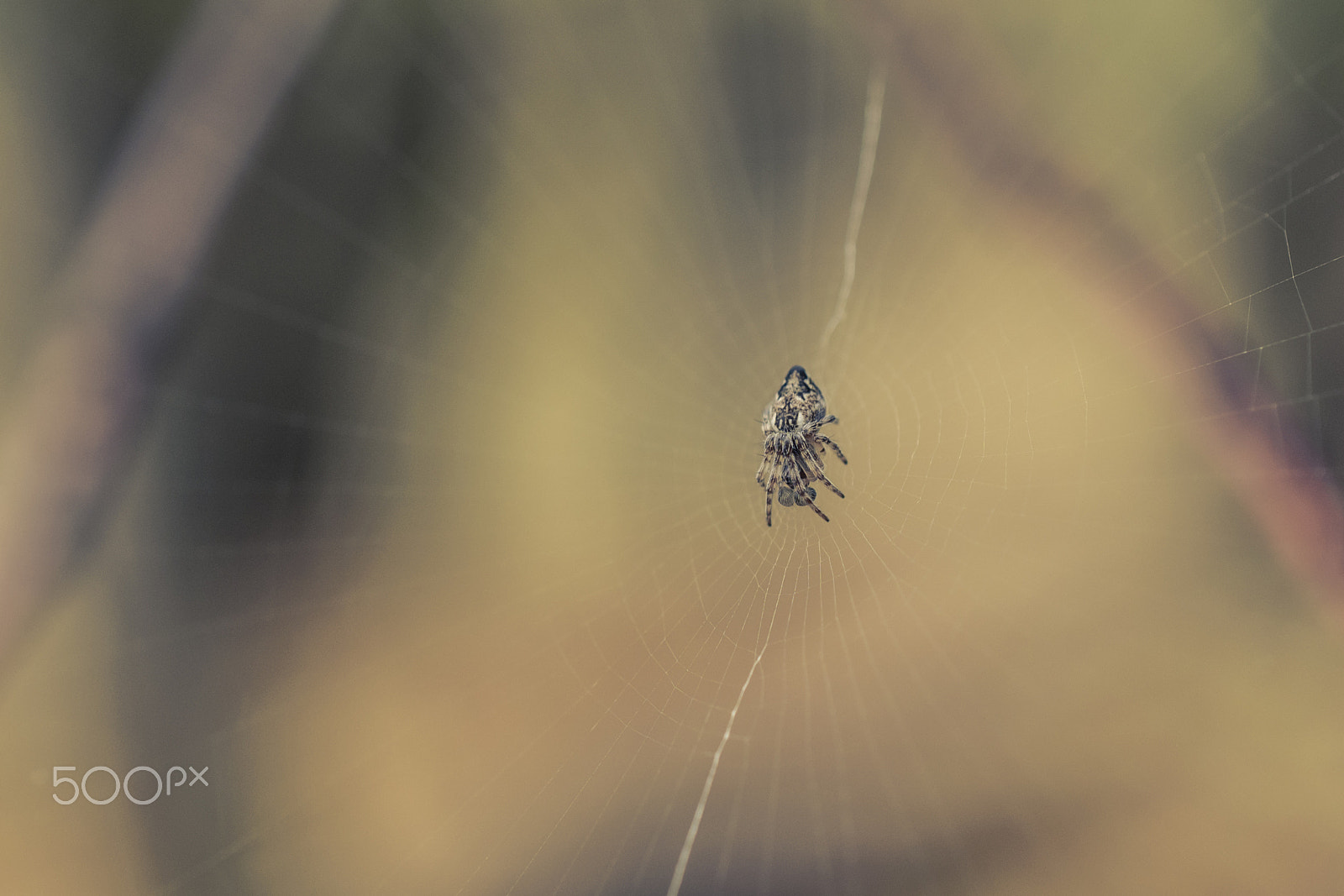 Nikon AF-S DX Micro Nikkor 40mm F2.8 sample photo. Lazy spider photography