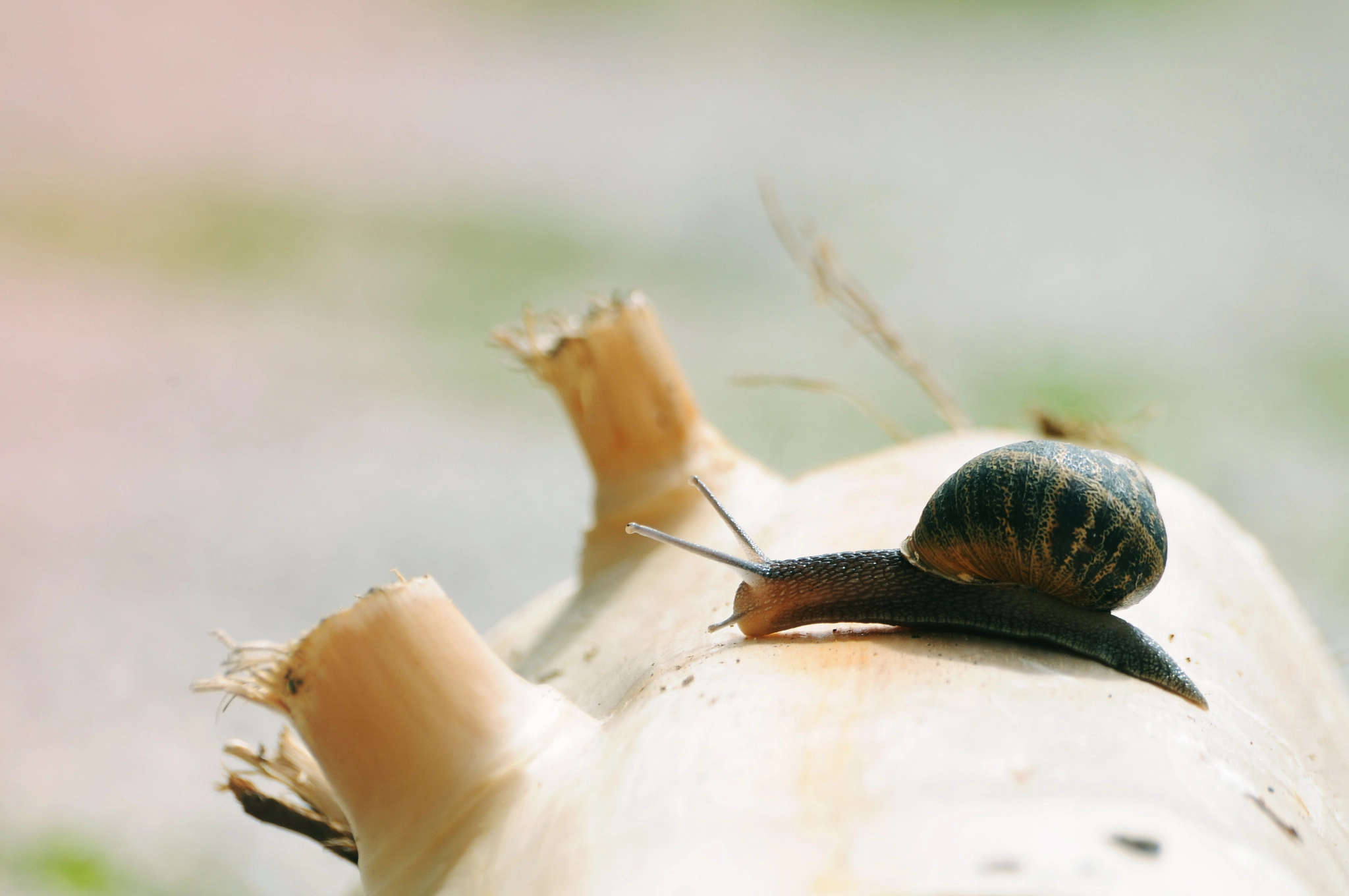 Nikon D300 sample photo. Escargot photography