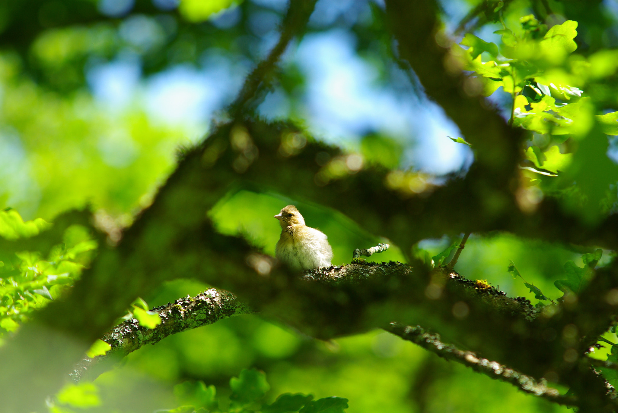 Pentax K10D + Sigma 70-200mm F2.8 EX DG Macro HSM II sample photo. Bird rests on a branch photography