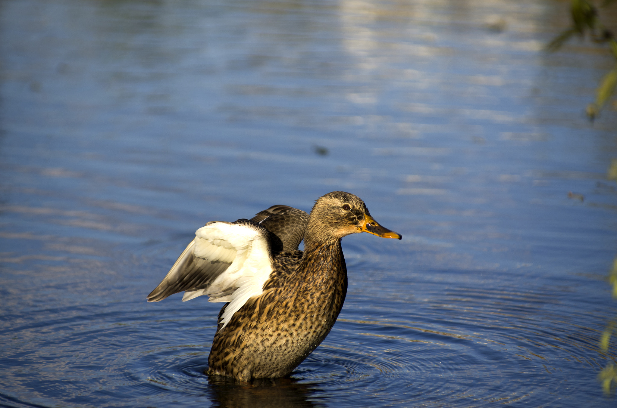 Pentax smc DA* 50-135mm F2.8 ED (IF) SDM sample photo. Igp photography