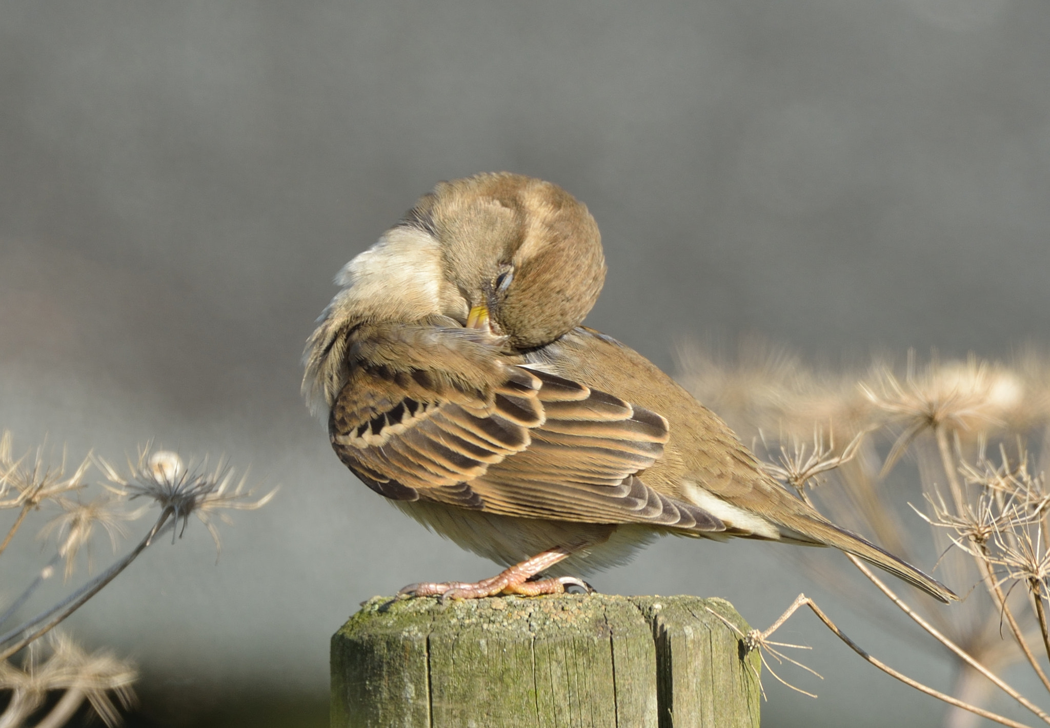 Nikon D600 + Nikon AF-S Nikkor 500mm F4G ED VR sample photo. Huismusmus photography