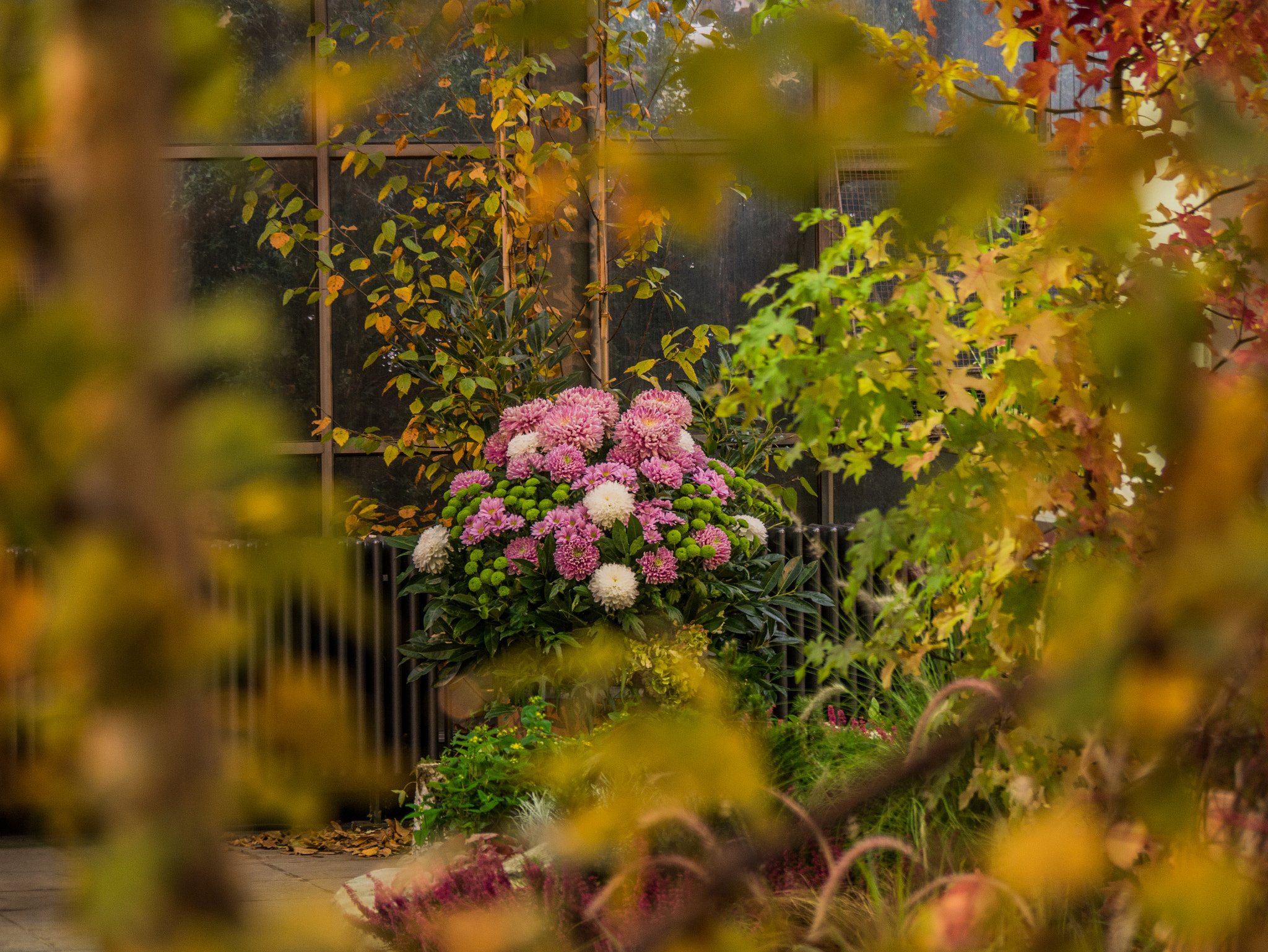 Panasonic DMC-G70 sample photo. Flowers of autumn. photography