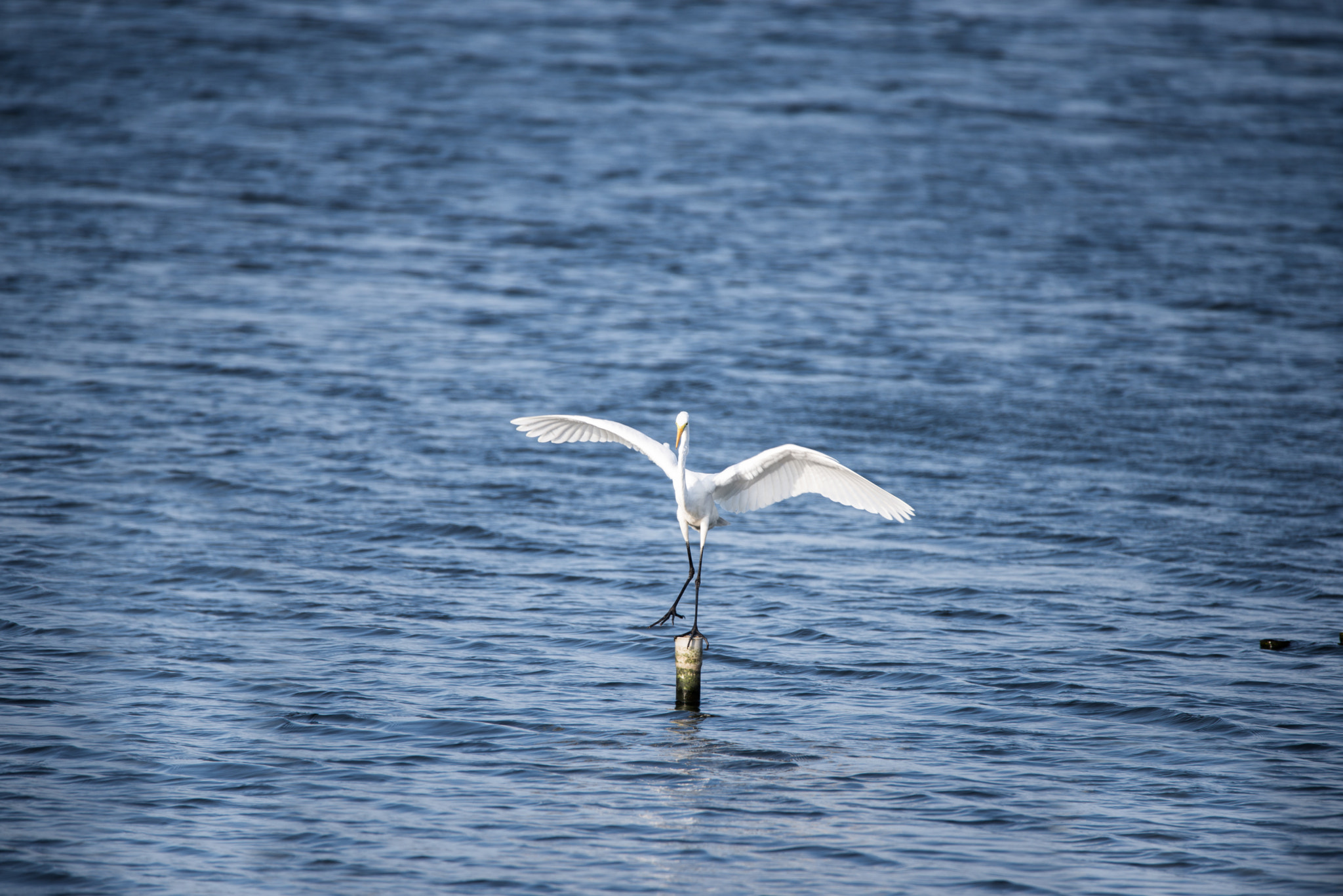 Sigma 150-600mm F5-6.3 DG OS HSM | C sample photo. Dsc photography