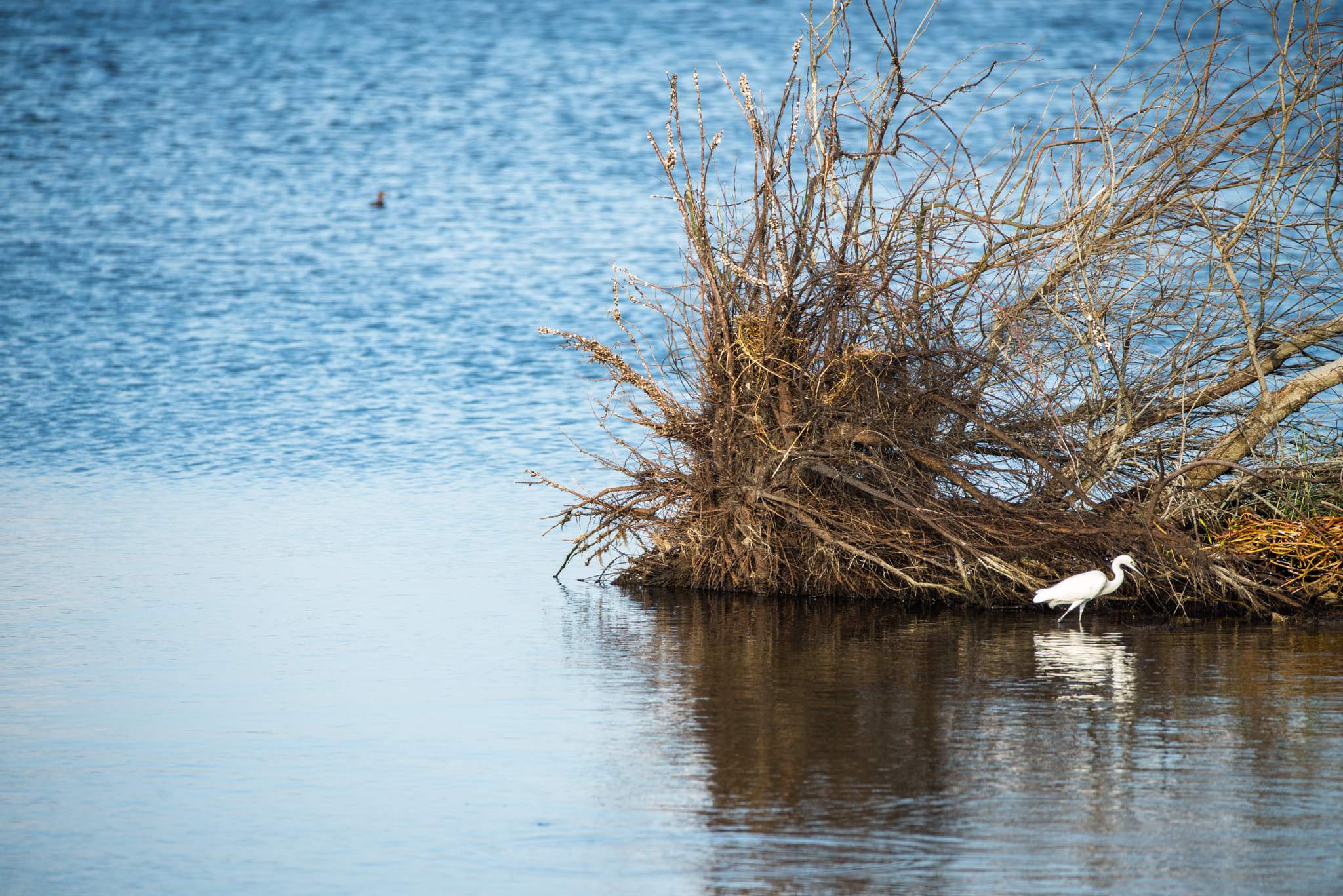Sigma 150-600mm F5-6.3 DG OS HSM | C sample photo. Dsc photography