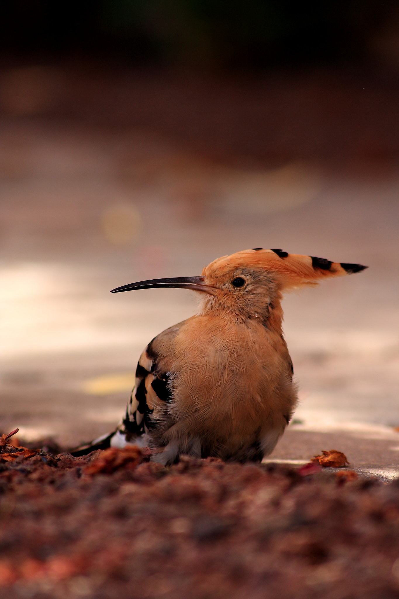 Canon 55-200mm sample photo. Upopa epops photography