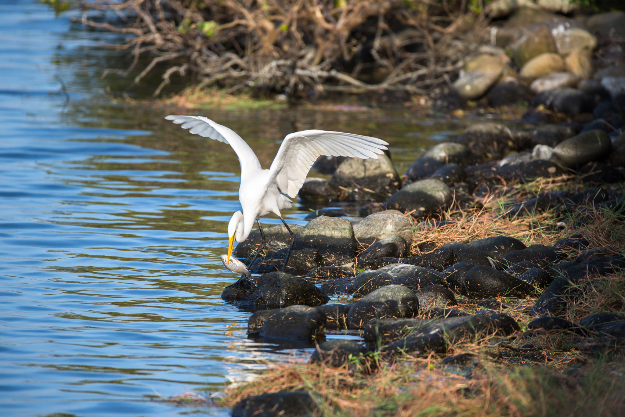 Sigma 150-600mm F5-6.3 DG OS HSM | C sample photo. Dsc photography