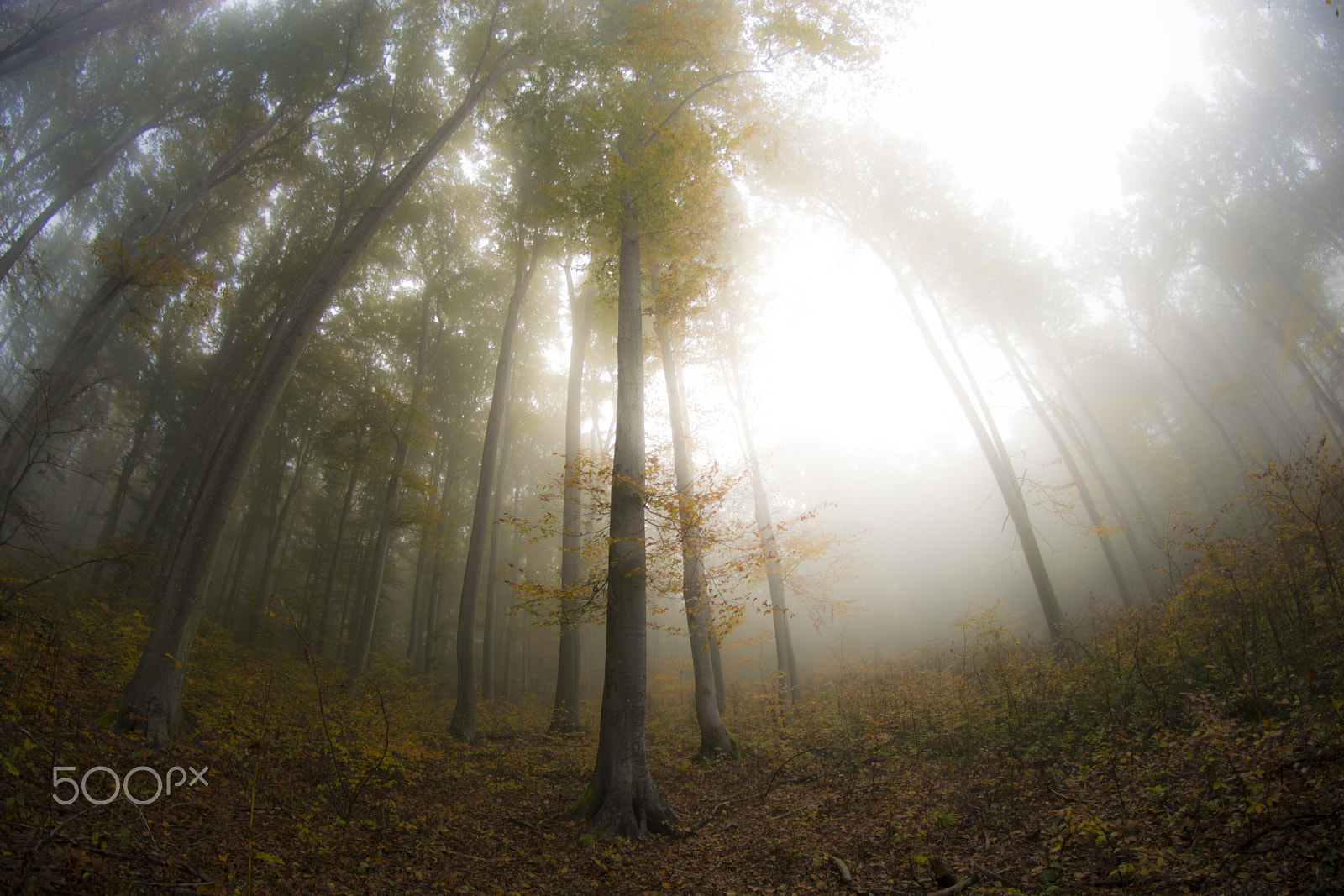 Samyang 8mm F3.5 Aspherical IF MC Fisheye sample photo. Autumn photography