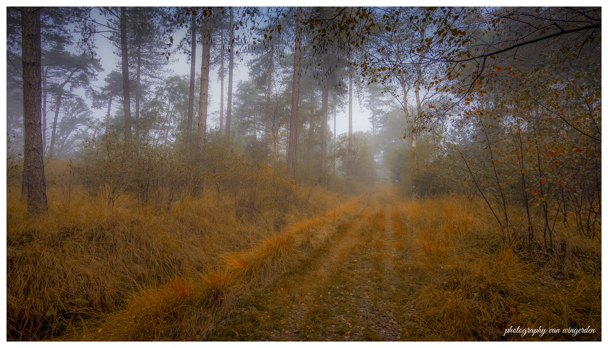 Olympus OM-D E-M10 II sample photo. Kalmthoutse heide photography