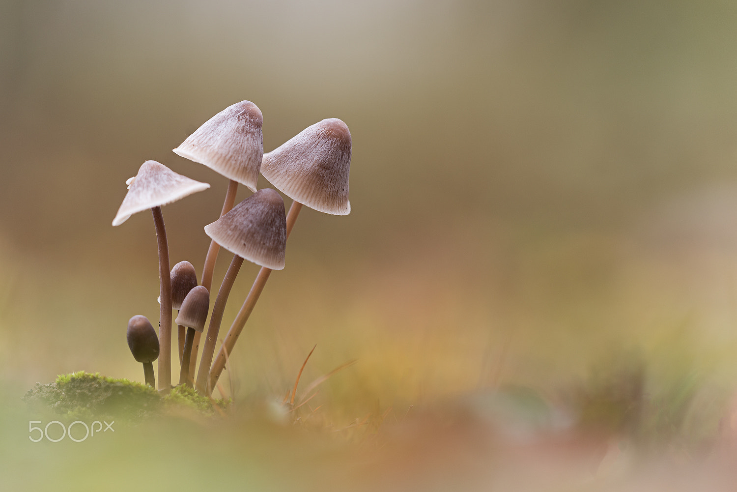 Sigma 150mm F2.8 EX DG Macro HSM sample photo. Mycena family photography