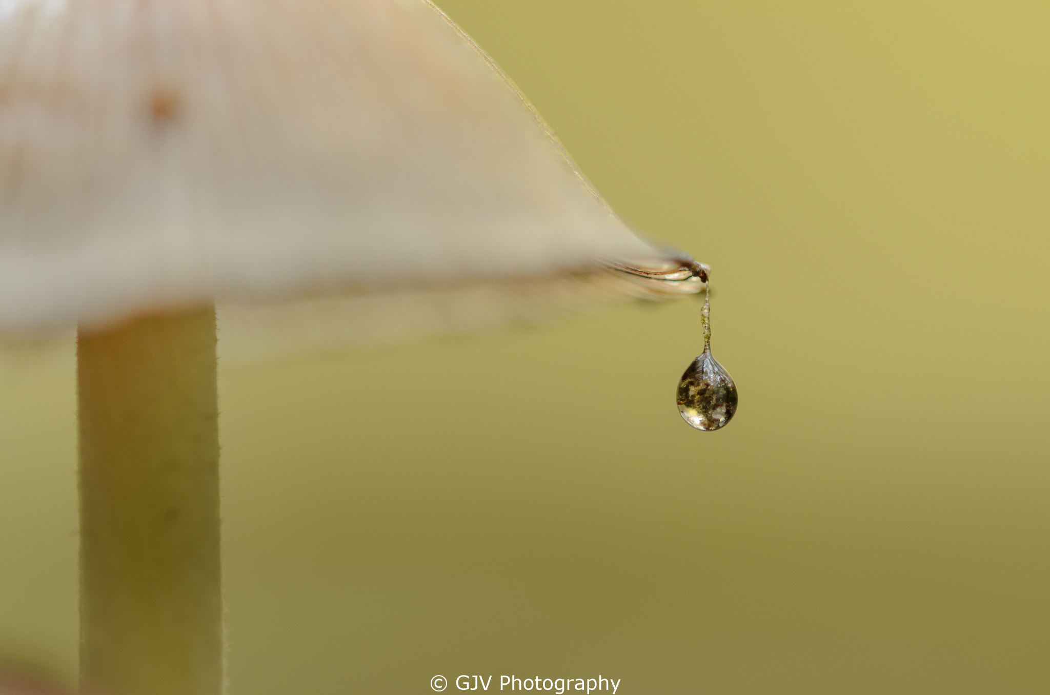 Sigma 105mm F2.8 EX DG OS HSM sample photo. The world in a drop photography