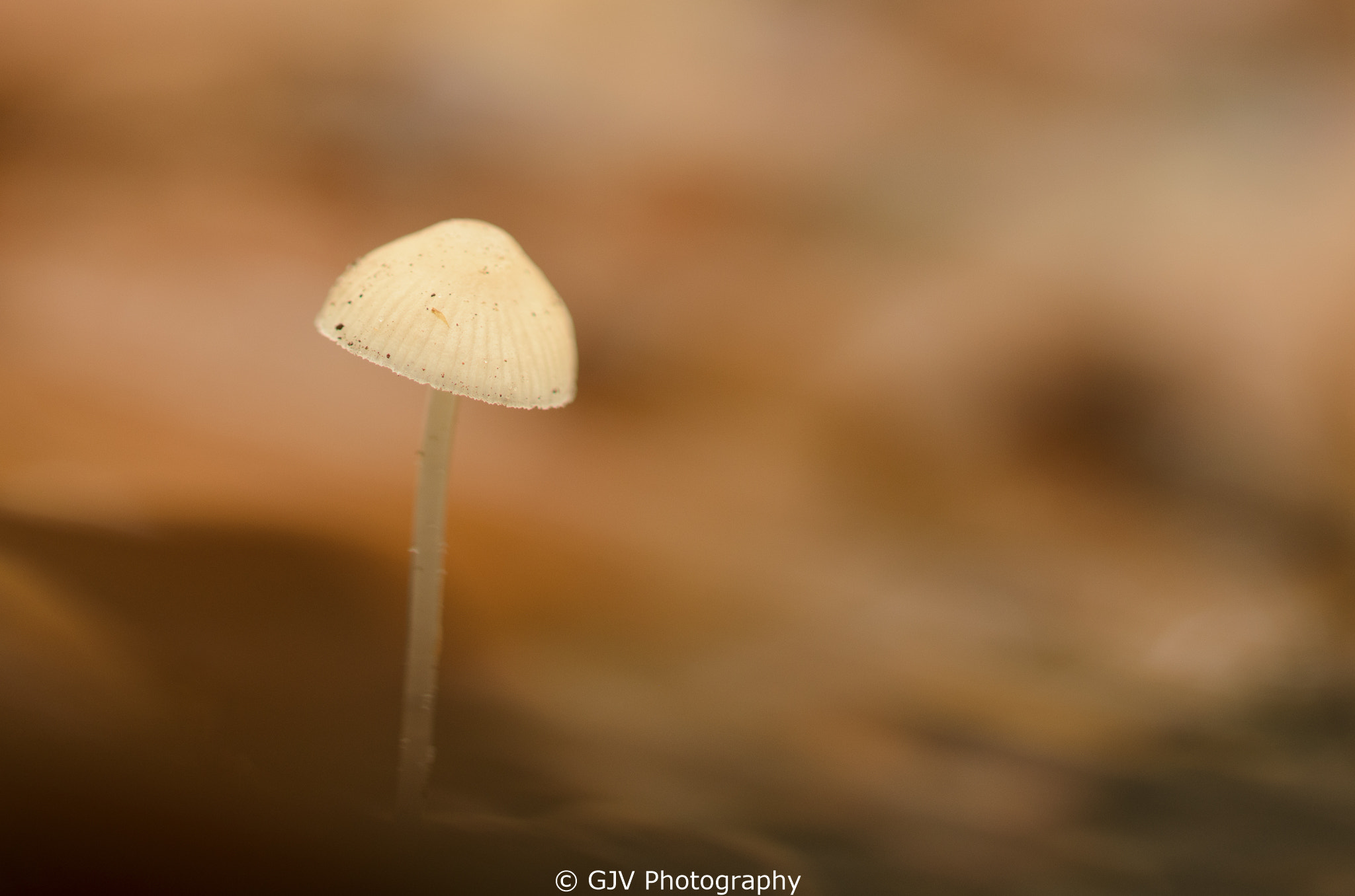 Sigma 105mm F2.8 EX DG OS HSM sample photo. Middle class hero photography