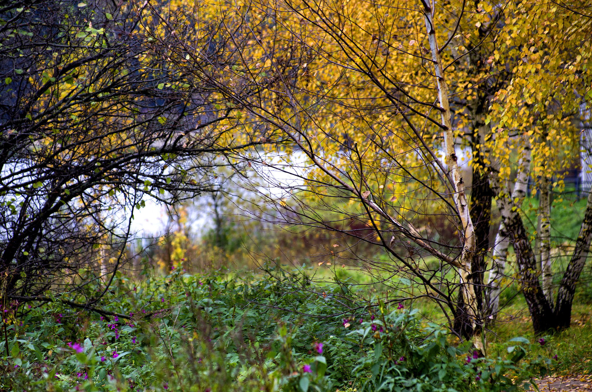 Pentax smc DA* 50-135mm F2.8 ED (IF) SDM sample photo. Igp photography