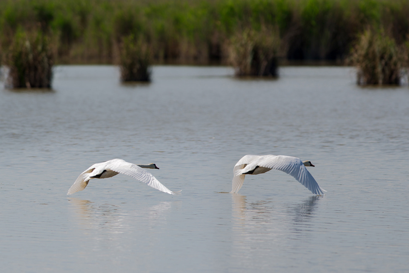 Nikon AF-S Nikkor 300mm F2.8G ED-IF VR sample photo. At zero altitude photography