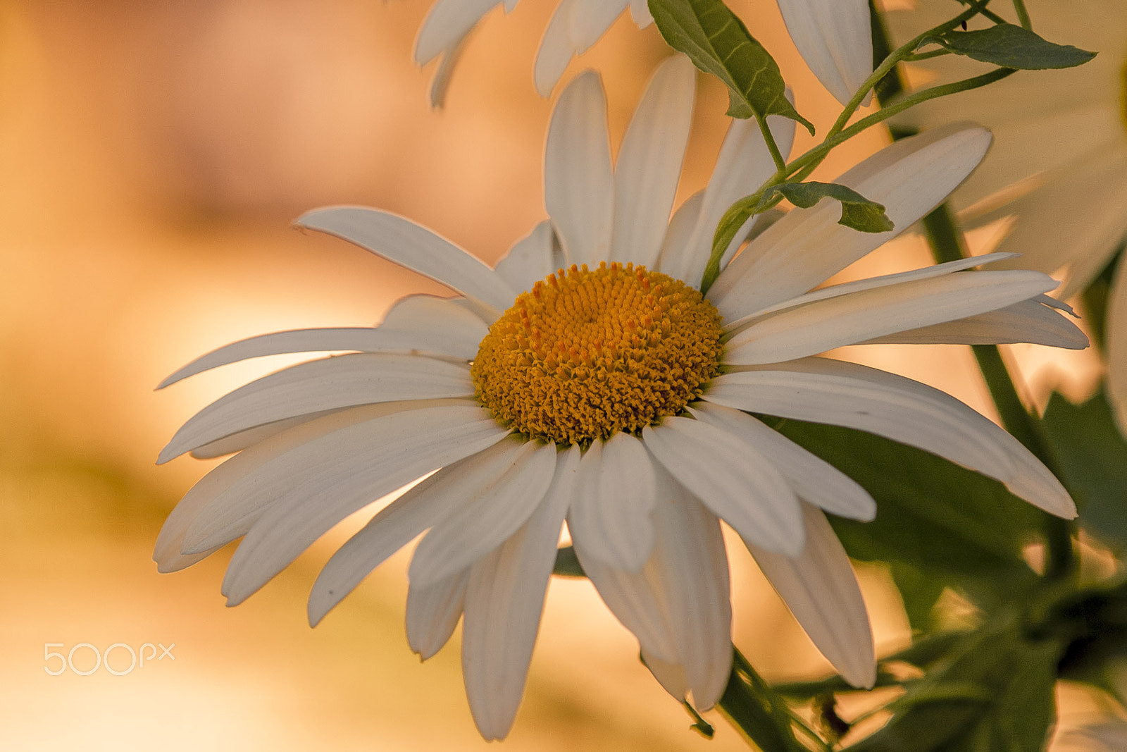 Tamron SP AF 180mm F3.5 Di LD (IF) Macro sample photo. Garden photography