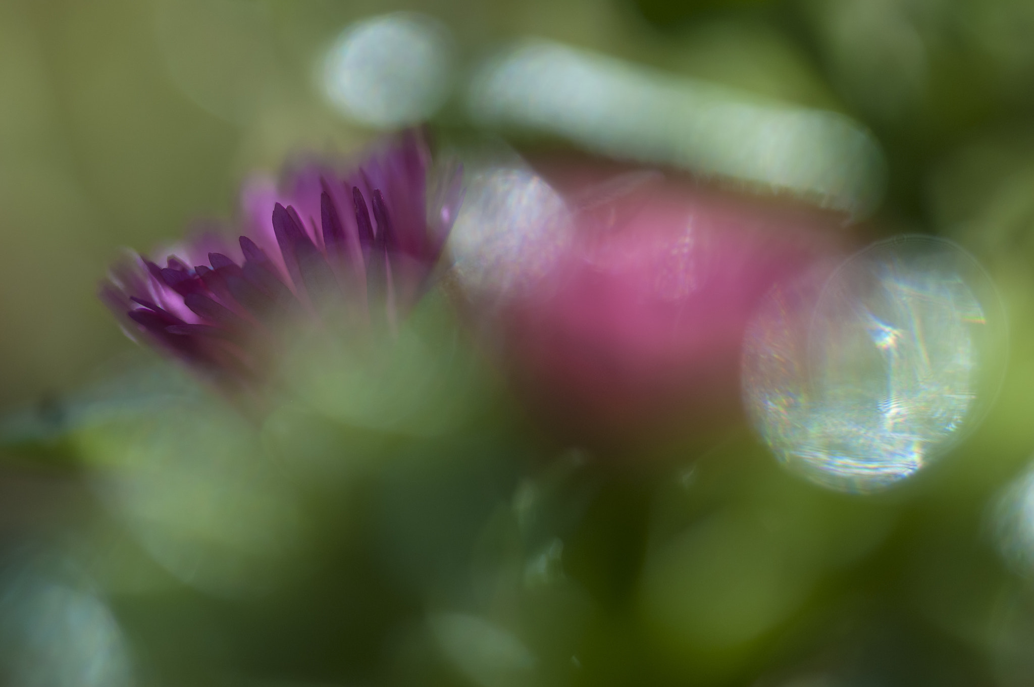 Sigma 105mm F2.8 EX DG OS HSM sample photo. Lu0022 photography