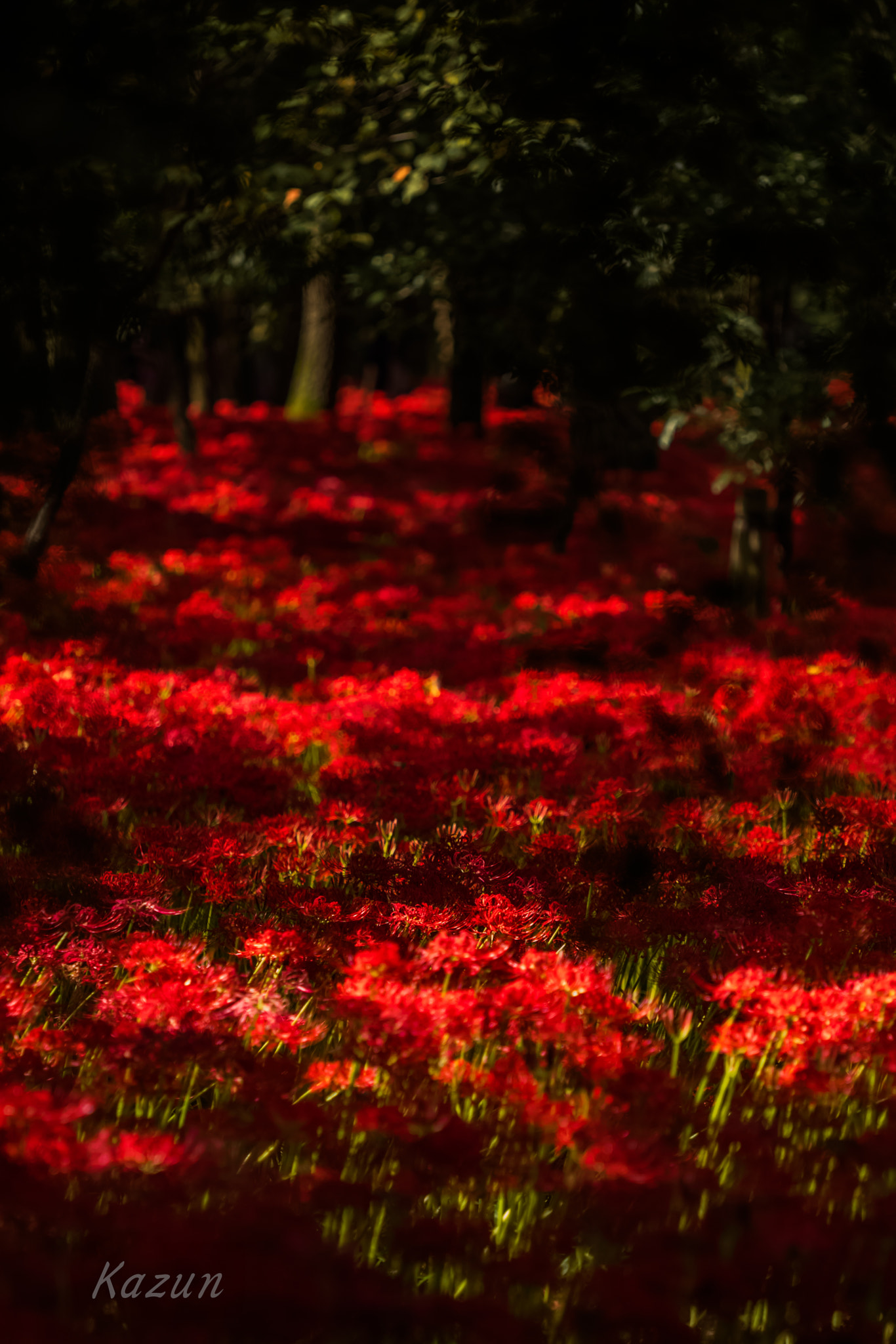 Canon EF 180mm F3.5L Macro USM sample photo. Red party! photography