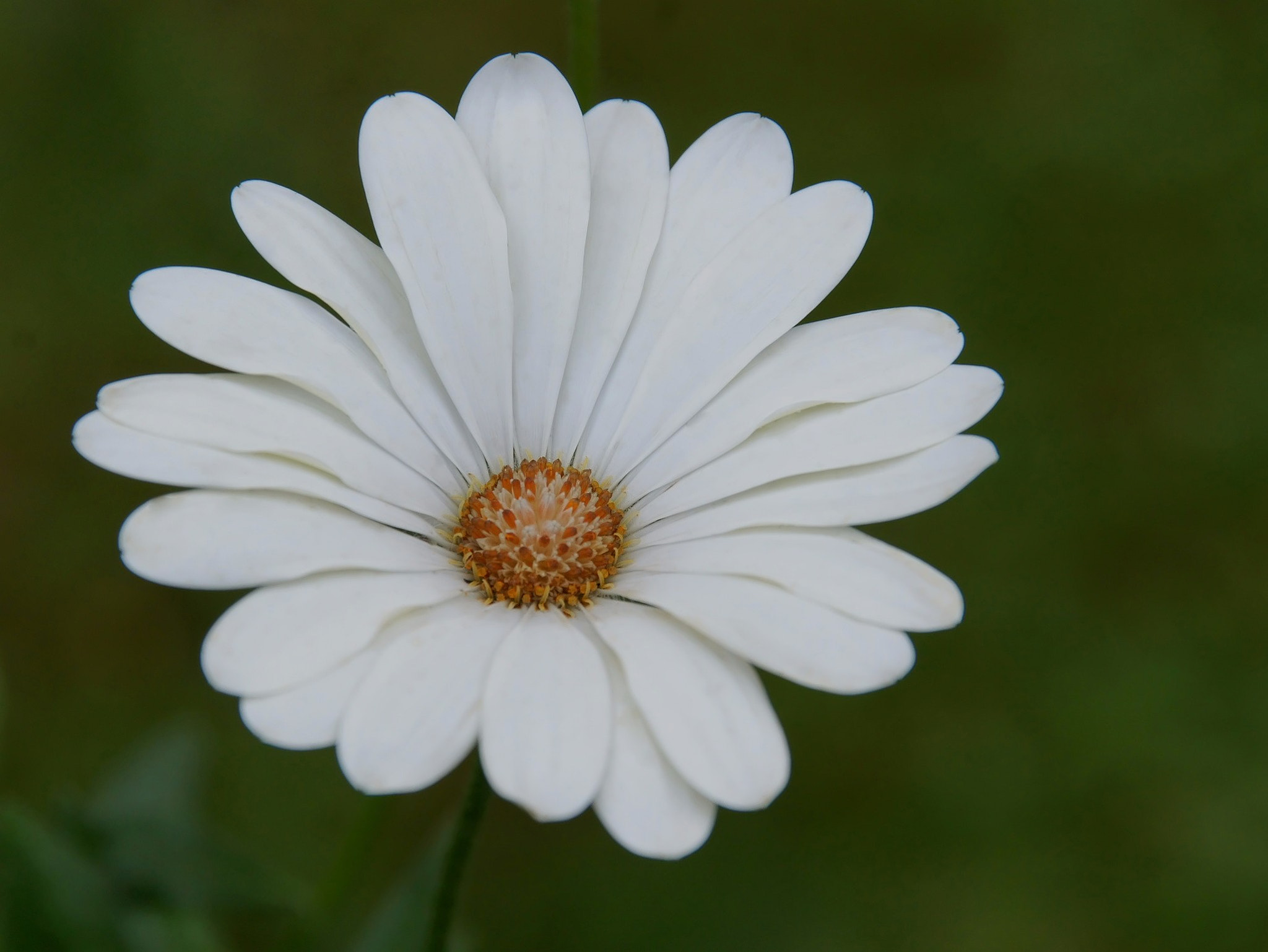 Sony Alpha DSLR-A450 sample photo. Flower photography