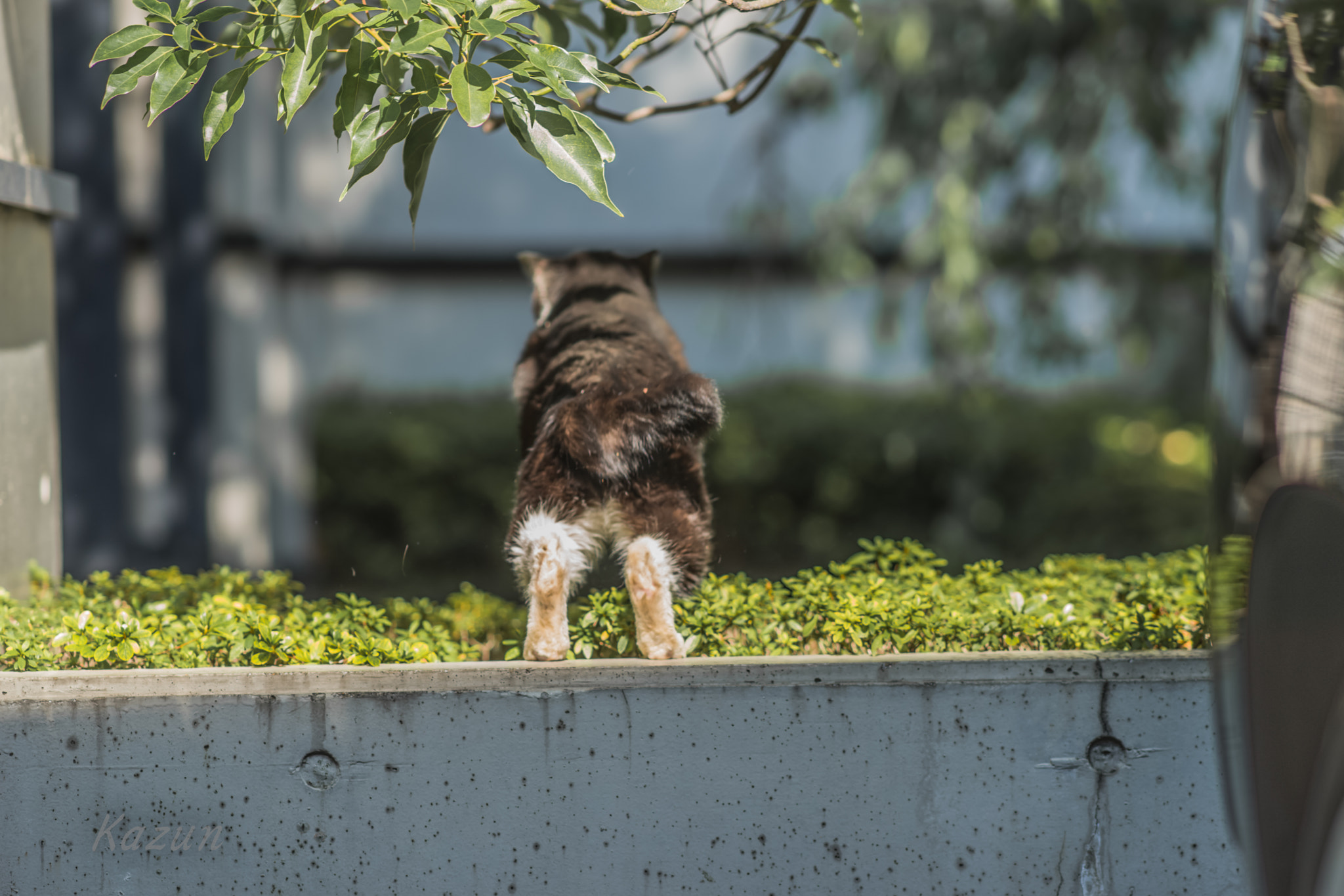 Sony Sonnar T* 135mm F1.8 ZA sample photo. Stretch photography