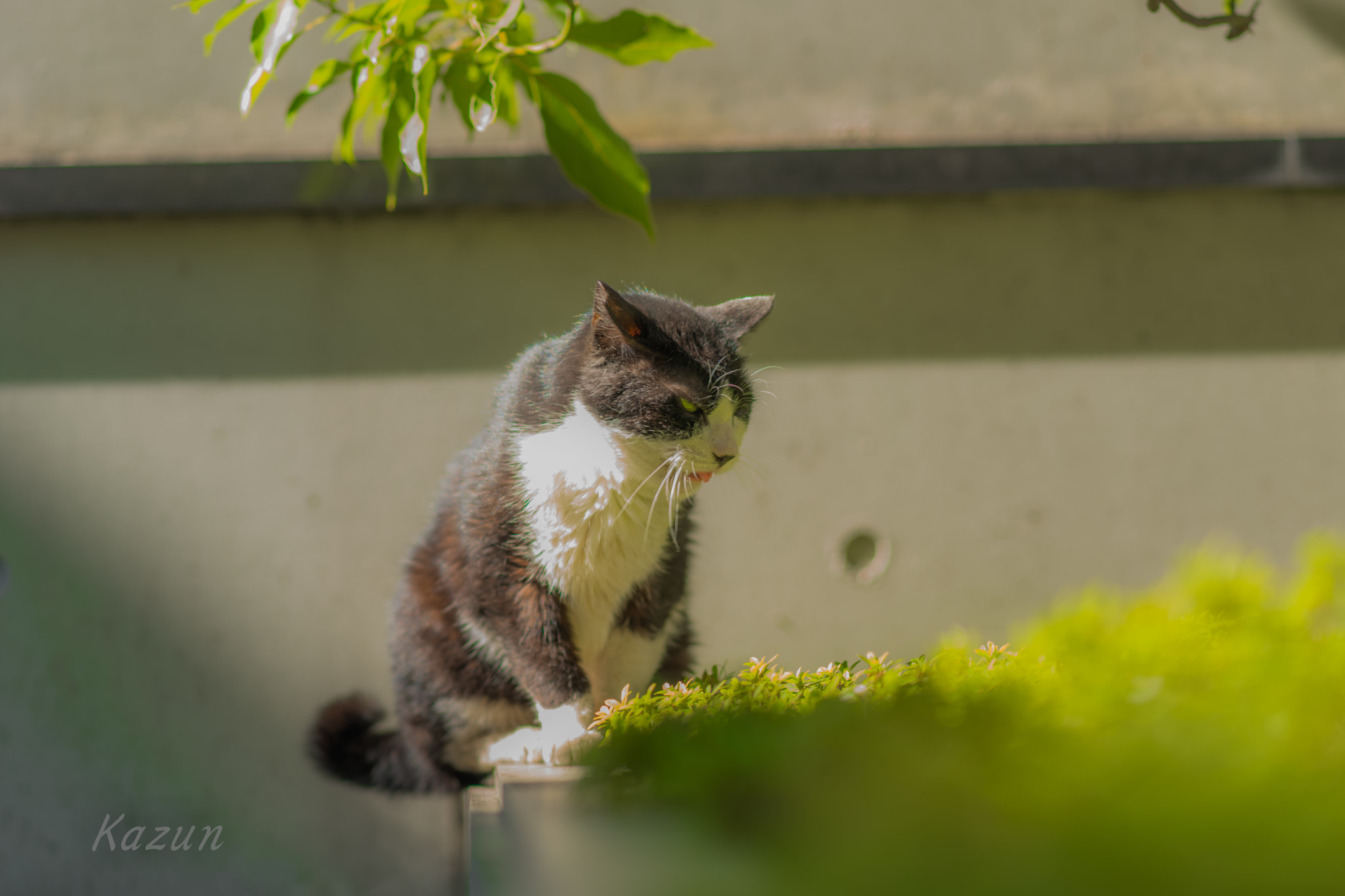 Sony Sonnar T* 135mm F1.8 ZA sample photo. Feel　autumn photography