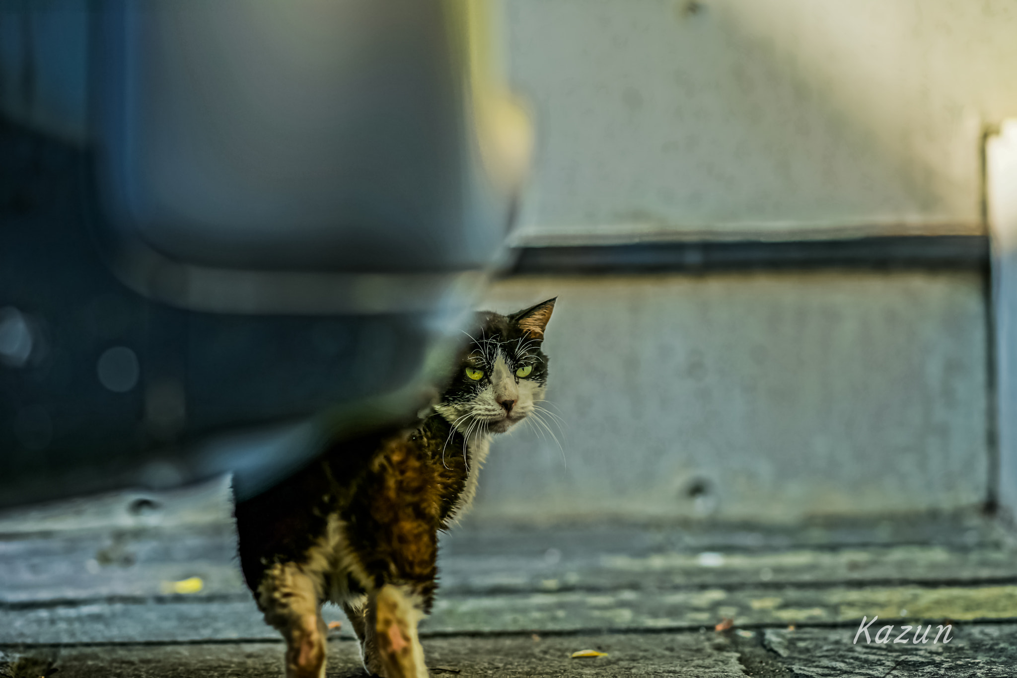 Sony Sonnar T* 135mm F1.8 ZA sample photo. Give me a food?(*゜∀゜) photography