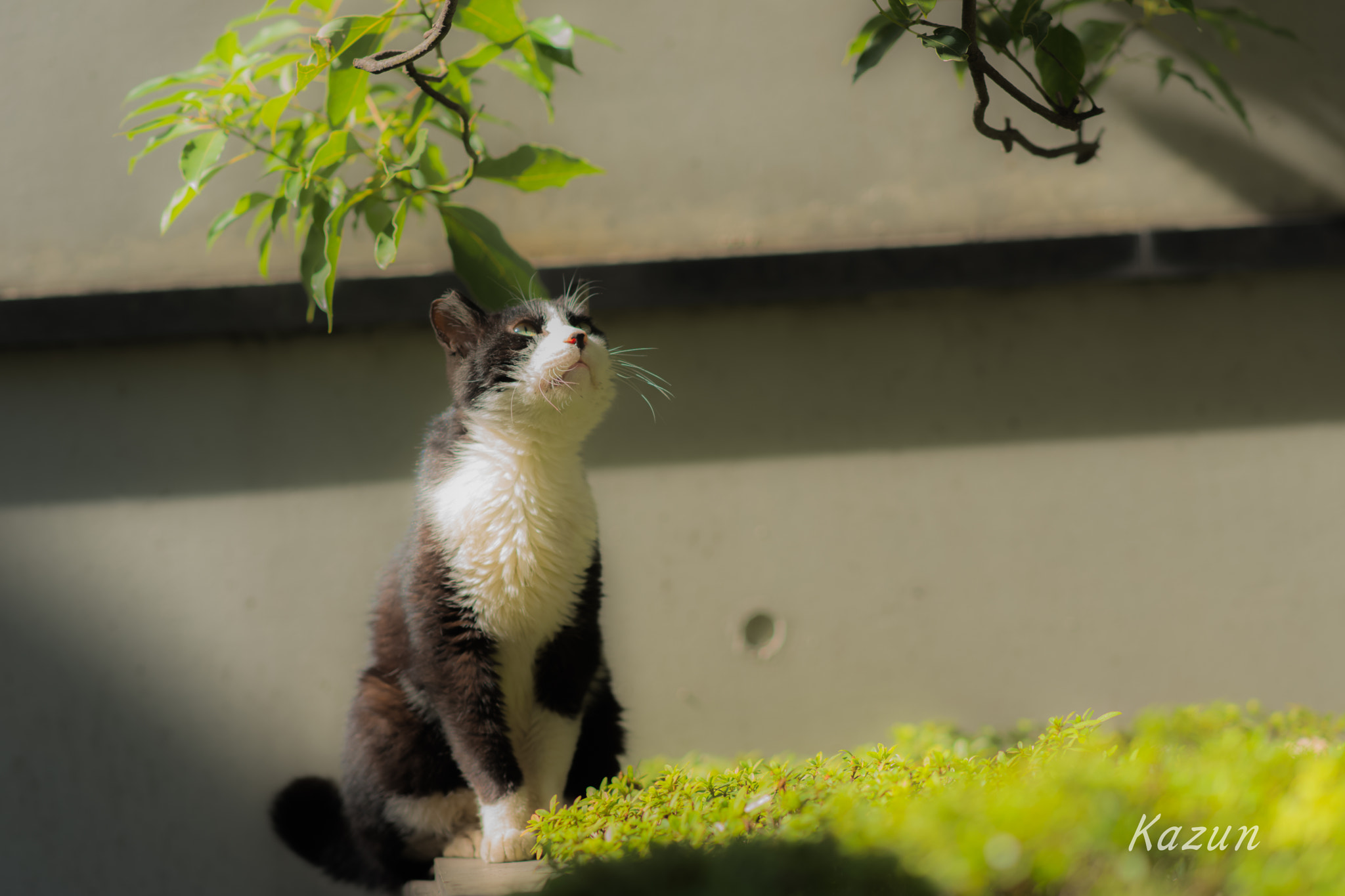 Sony Sonnar T* 135mm F1.8 ZA sample photo. To the damn photography