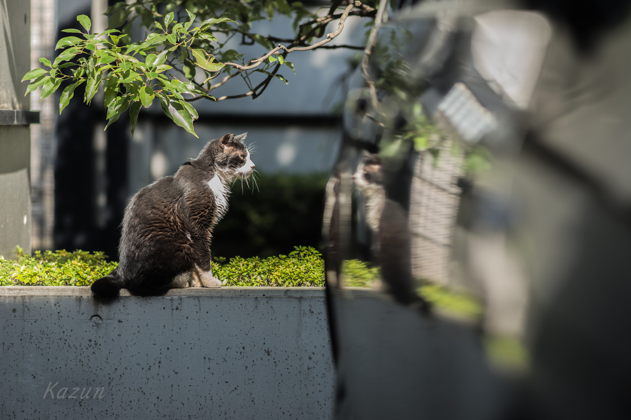 Sony Sonnar T* 135mm F1.8 ZA sample photo. Petrify photography