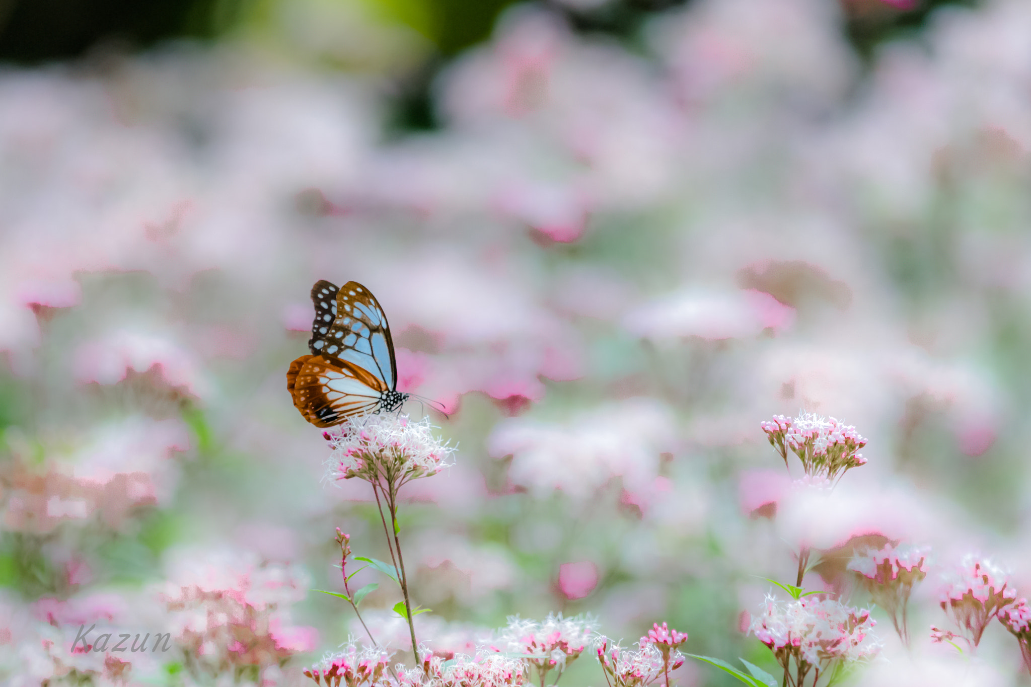 Sony 70-400mm F4-5.6 G SSM II sample photo. Dreaming! photography