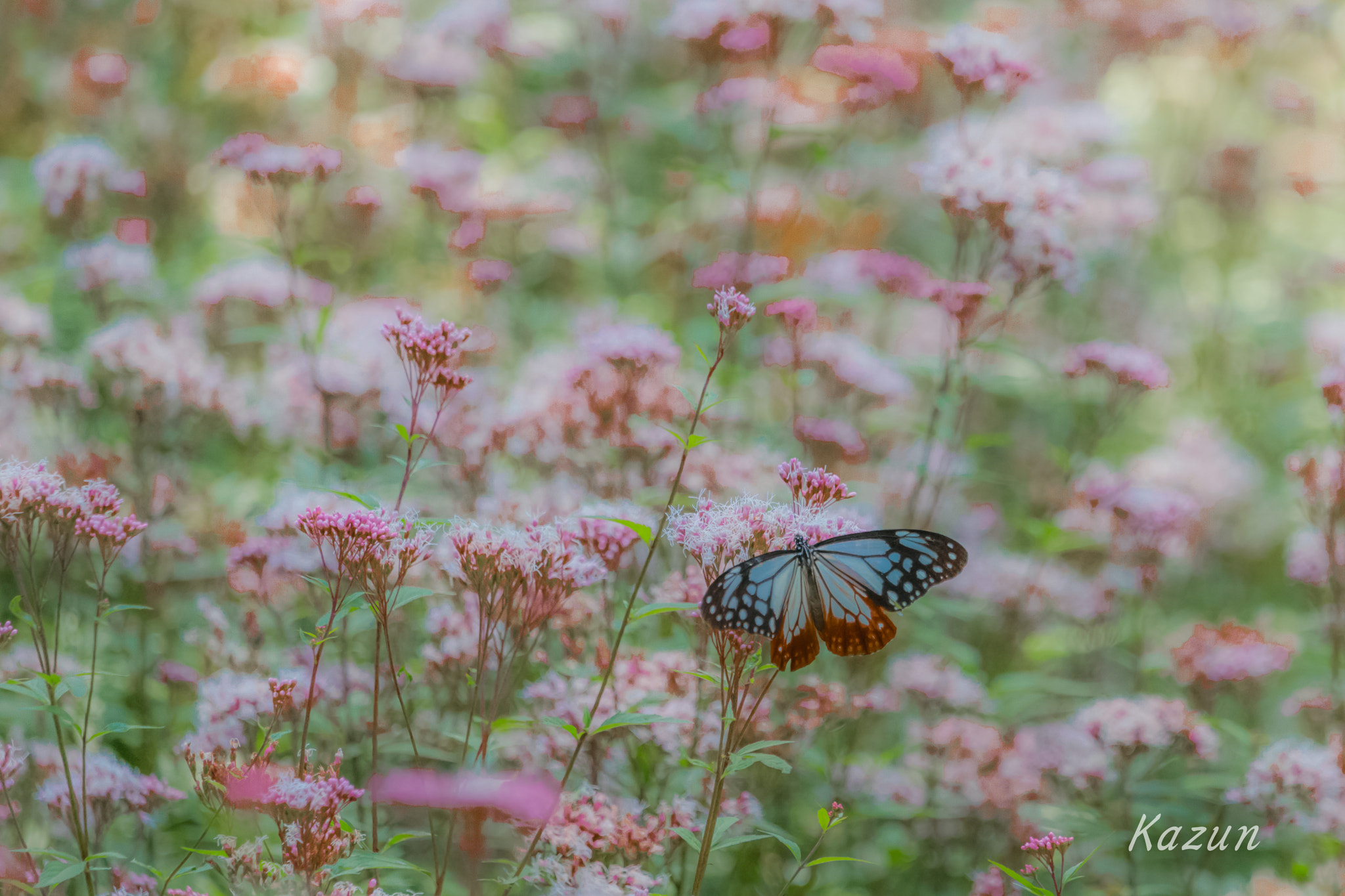 Sony a99 II + Sony 70-400mm F4-5.6 G SSM II sample photo. Delicious photography