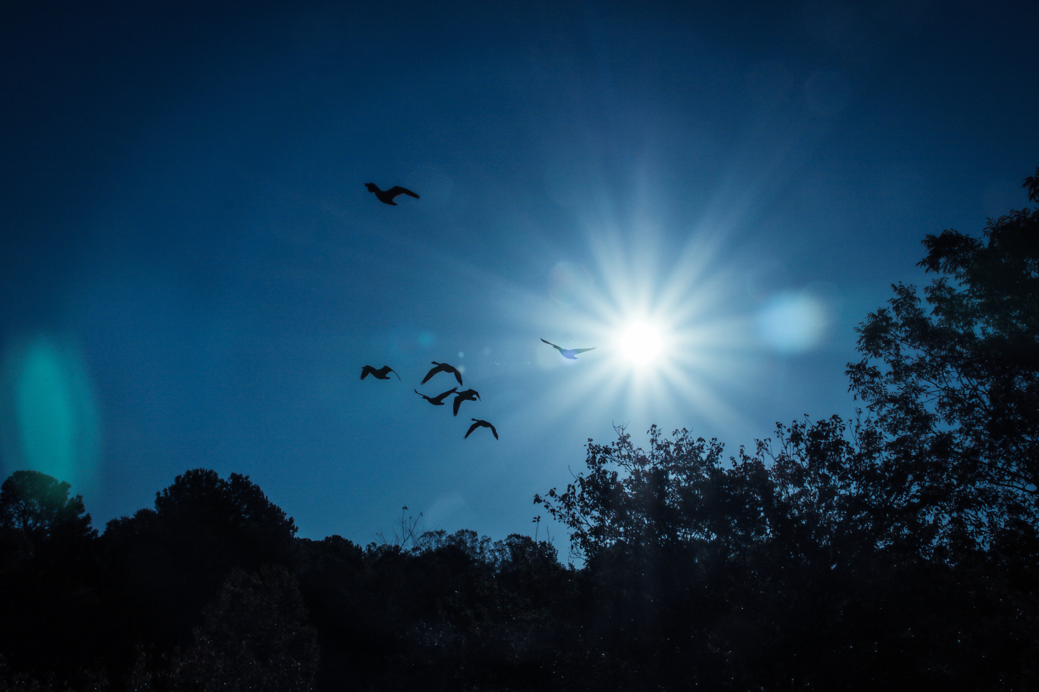 Canon EF 75-300mm F4.0-5.6 IS USM sample photo. Sunrise and the geese photography
