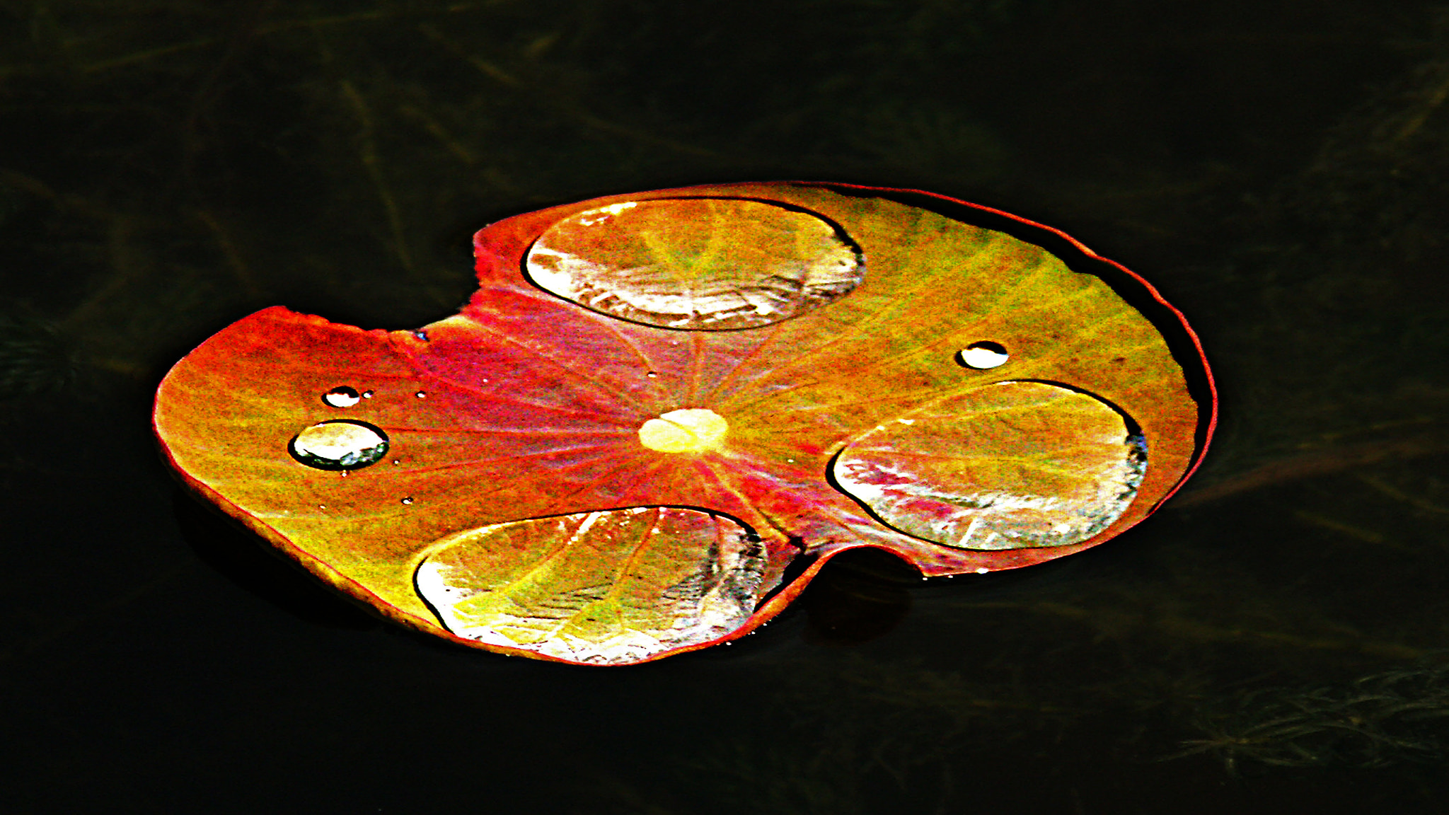 KONICA MINOLTA DiMAGE A2 sample photo. Feuille flottante photography
