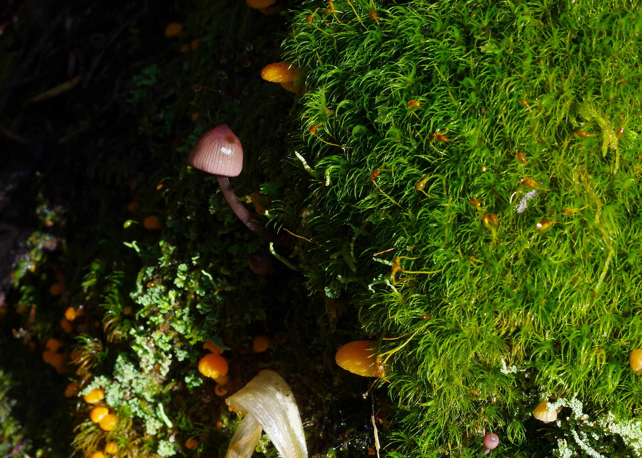 Pentax K-3 + Pentax smc DA 50mm F1.8 sample photo. Fairy garden photography