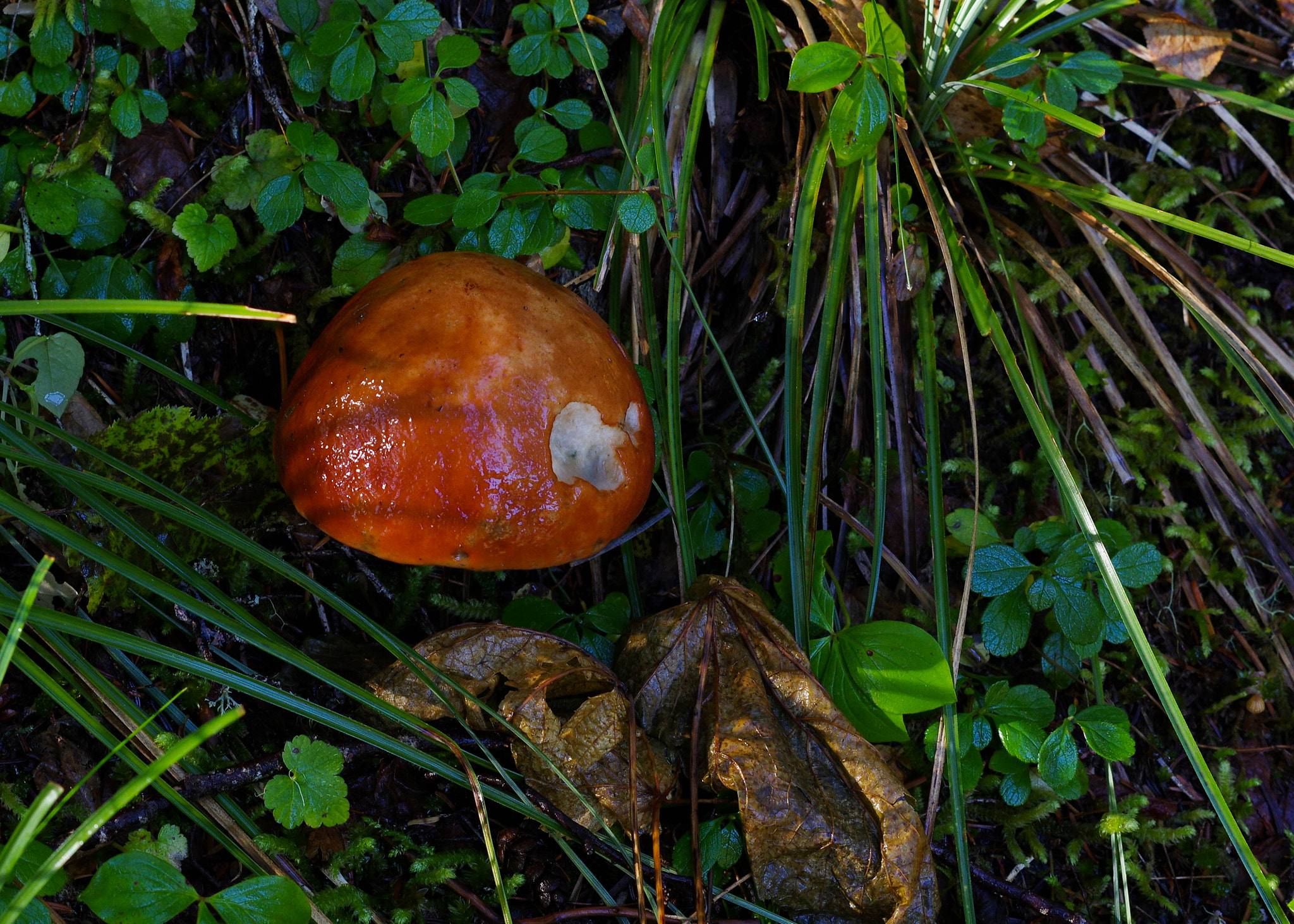 Pentax K-3 sample photo. Toadstool photography