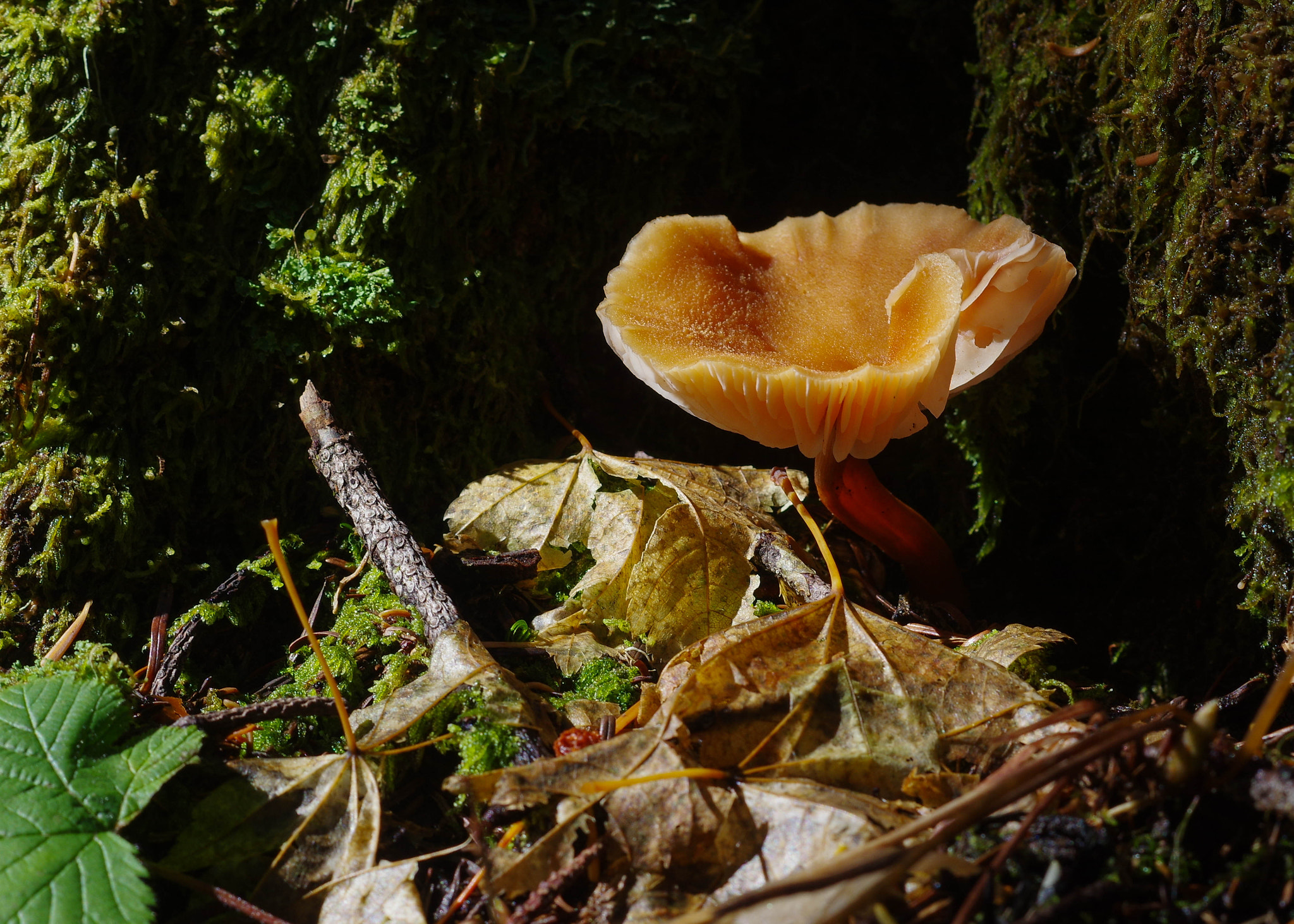 Pentax K-3 + Pentax smc DA 50mm F1.8 sample photo. Lactarius rubidus photography