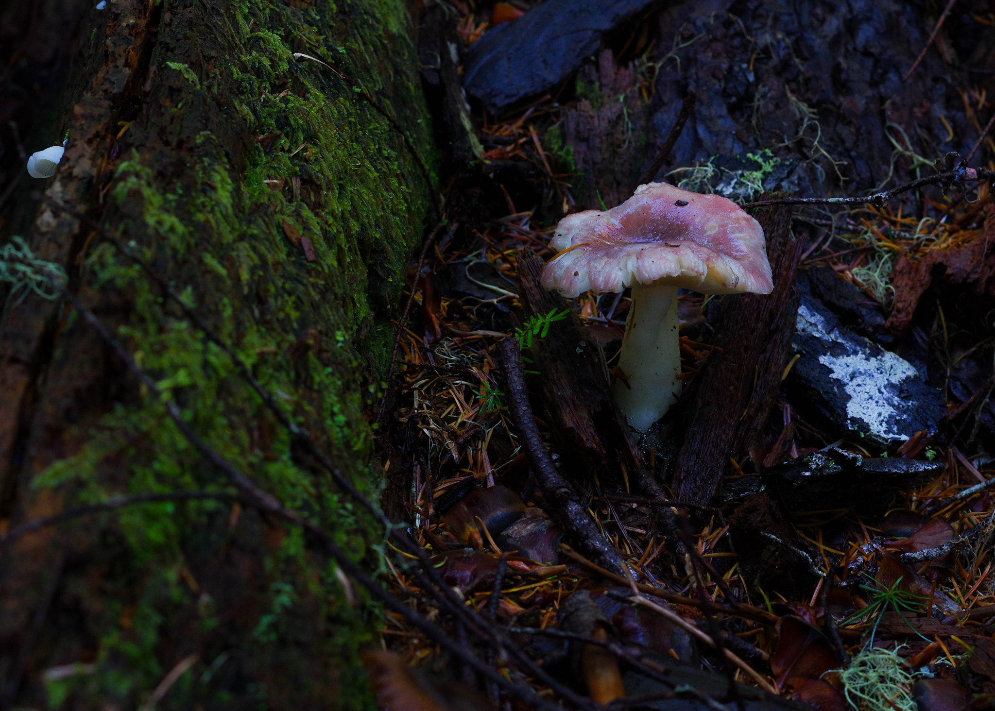 Pentax K-3 + Pentax smc DA 50mm F1.8 sample photo. Gomphidius subroseus photography