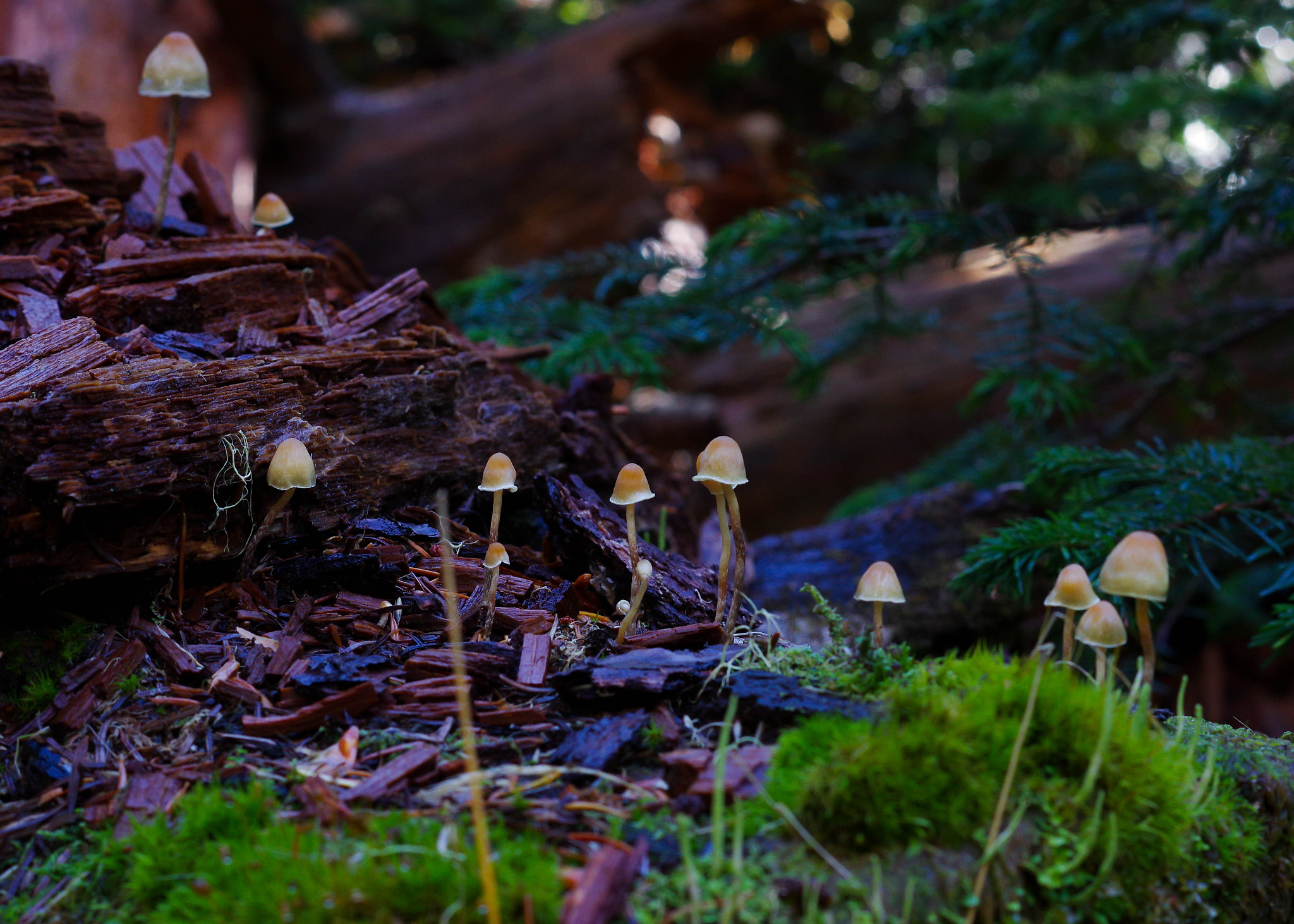 Pentax K-3 sample photo. Mushrooms photography