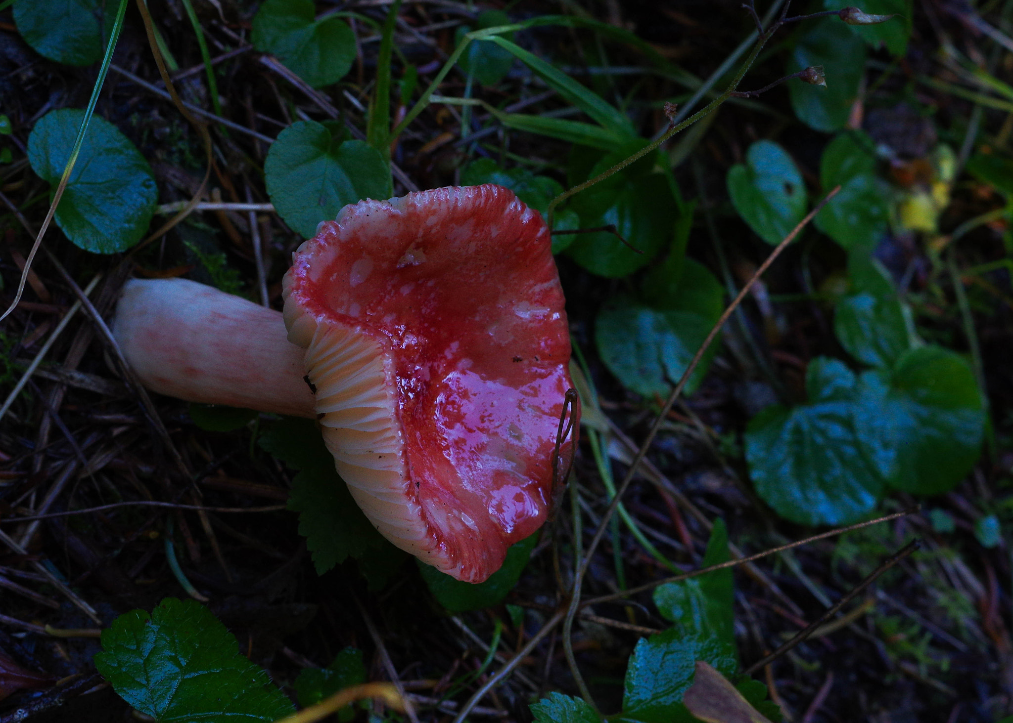 Pentax K-3 + Pentax smc DA 50mm F1.8 sample photo. Russula sanguinea photography