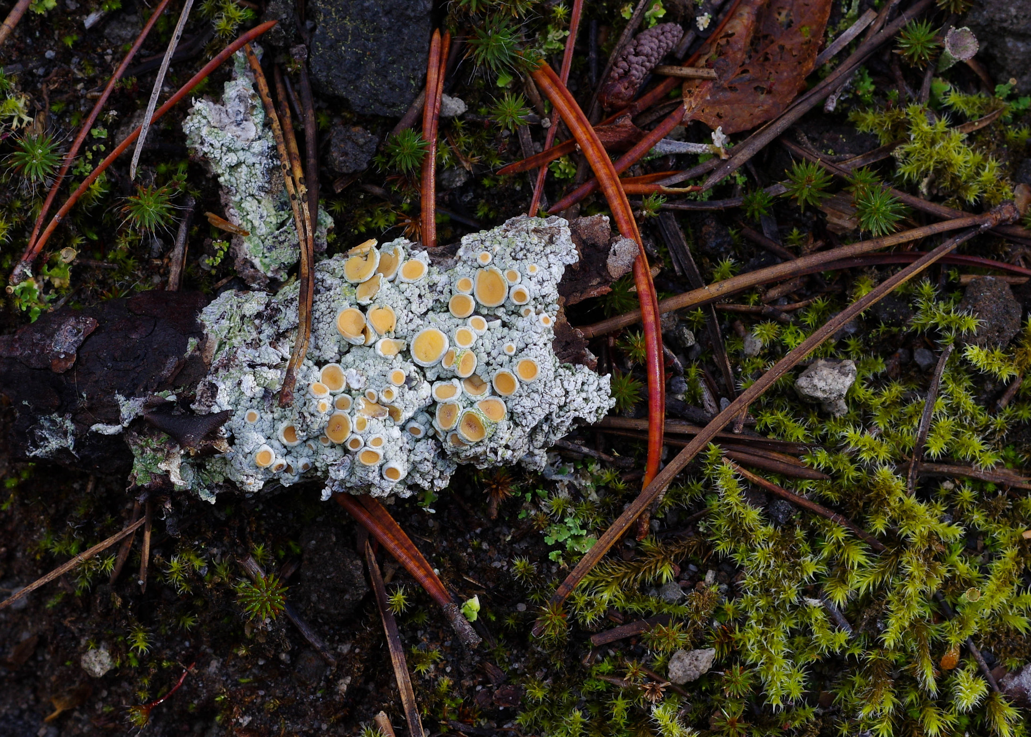 Pentax K-3 + Pentax smc DA 50mm F1.8 sample photo. Xanthoria parietina photography