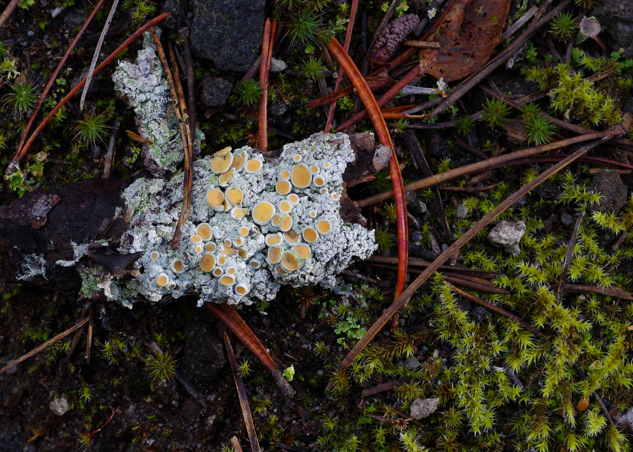 Pentax K-3 sample photo. Xanthoria parietina photography