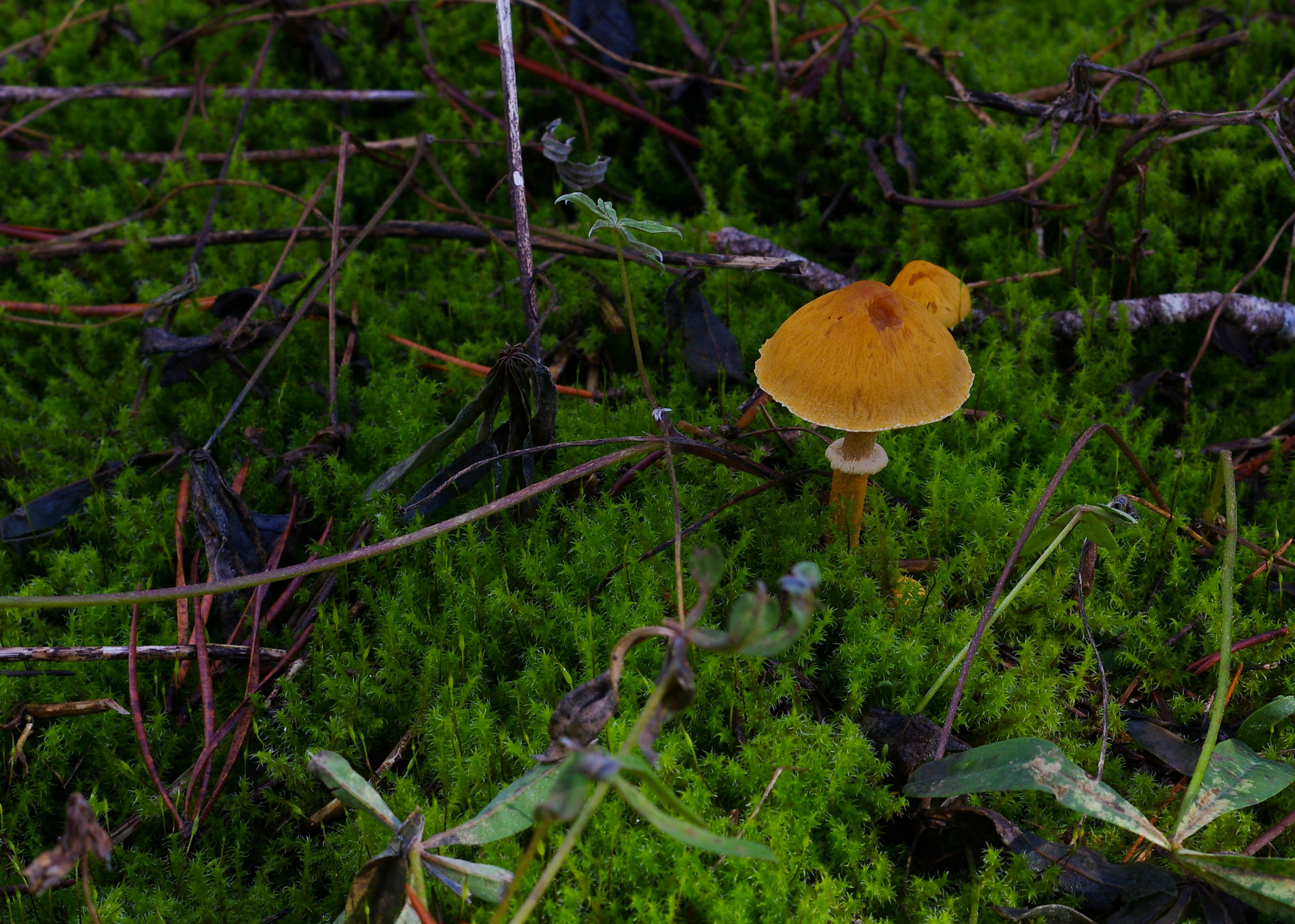Pentax K-3 + Pentax smc DA 50mm F1.8 sample photo. Conocybe filaris photography