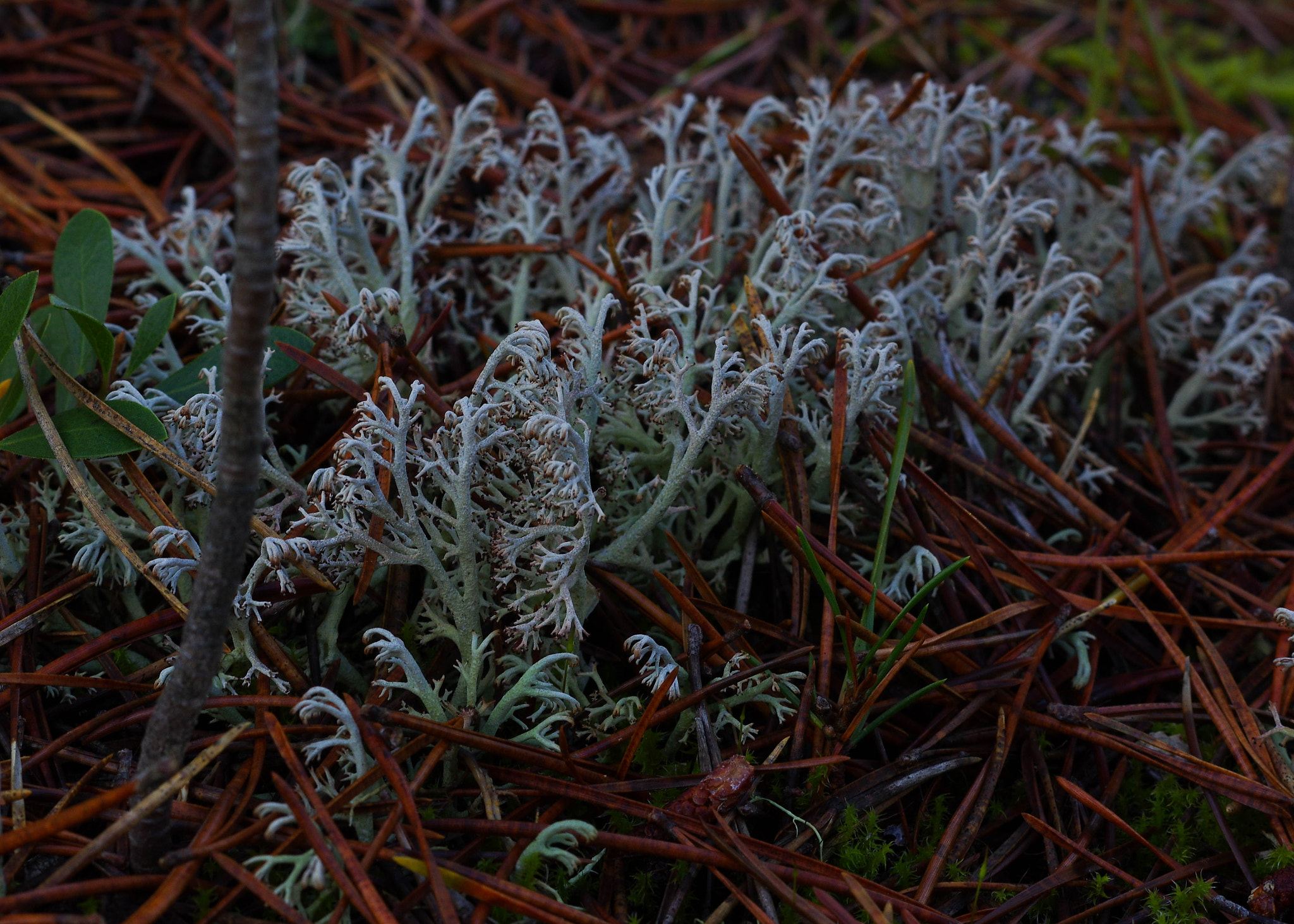 Pentax K-3 sample photo. Lichen photography