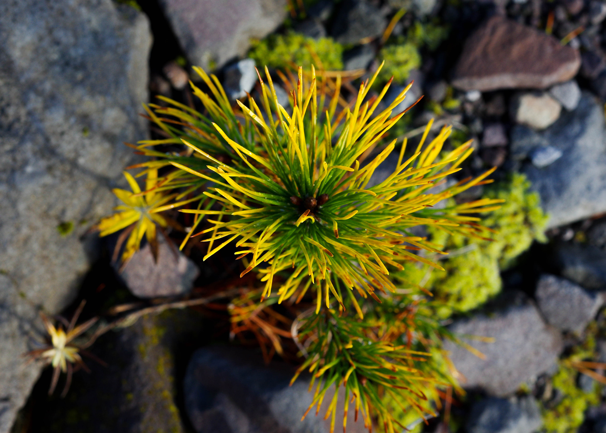 Pentax K-3 sample photo. Baby lodgepole photography