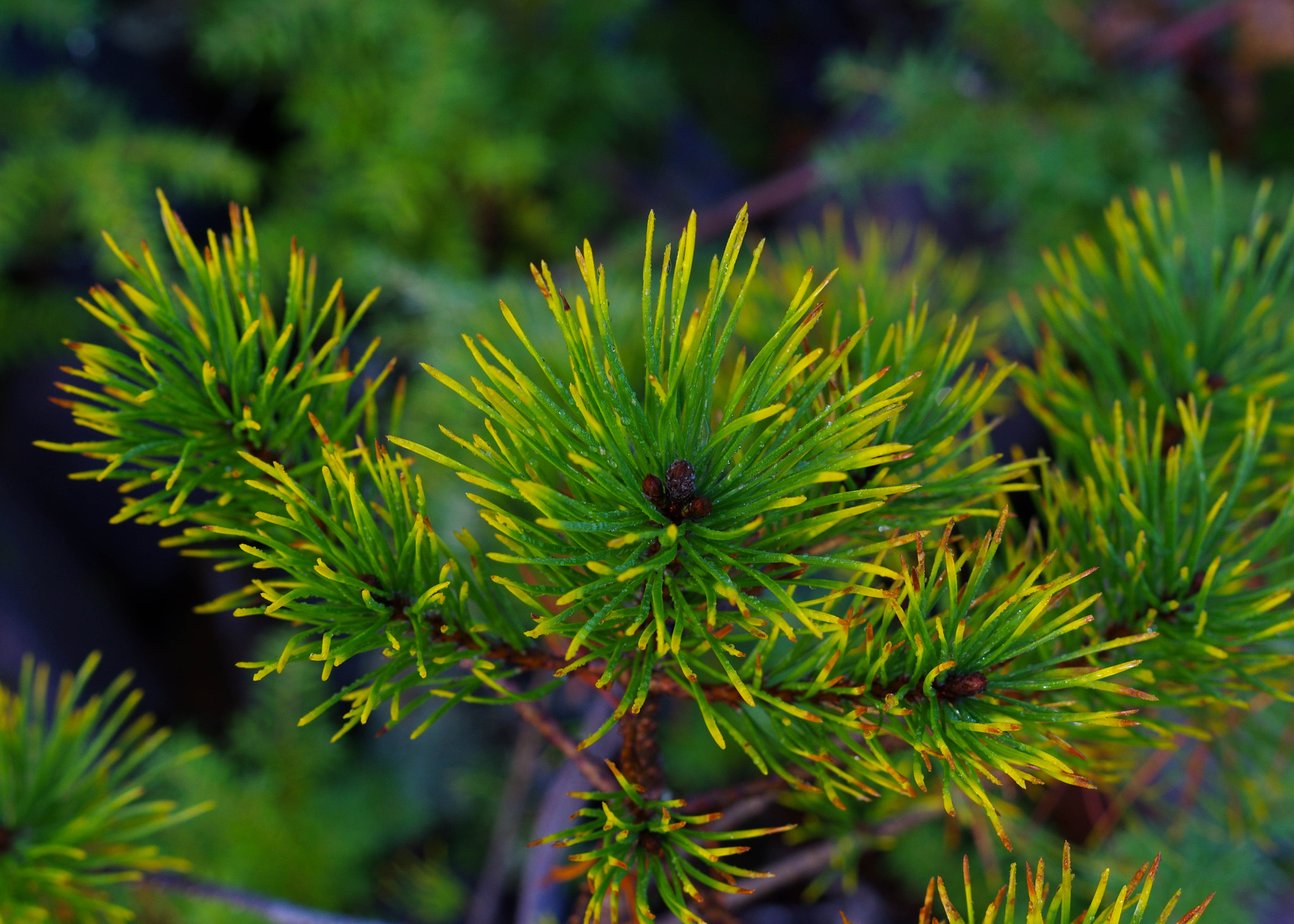 Pentax K-3 sample photo. Pinus contorta photography