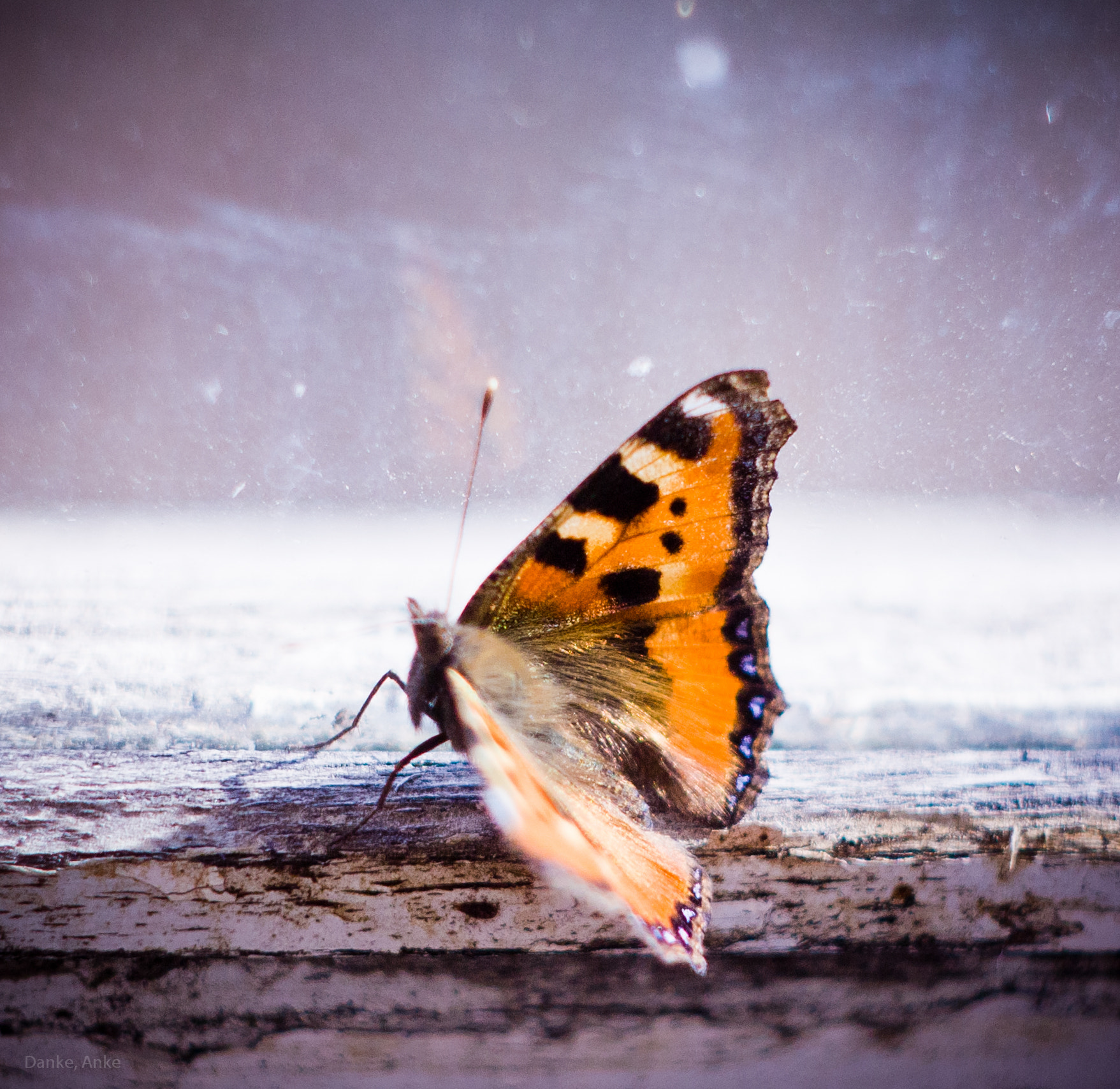 Canon EF 35-80mm f/4-5.6 sample photo. Butterfly wings photography