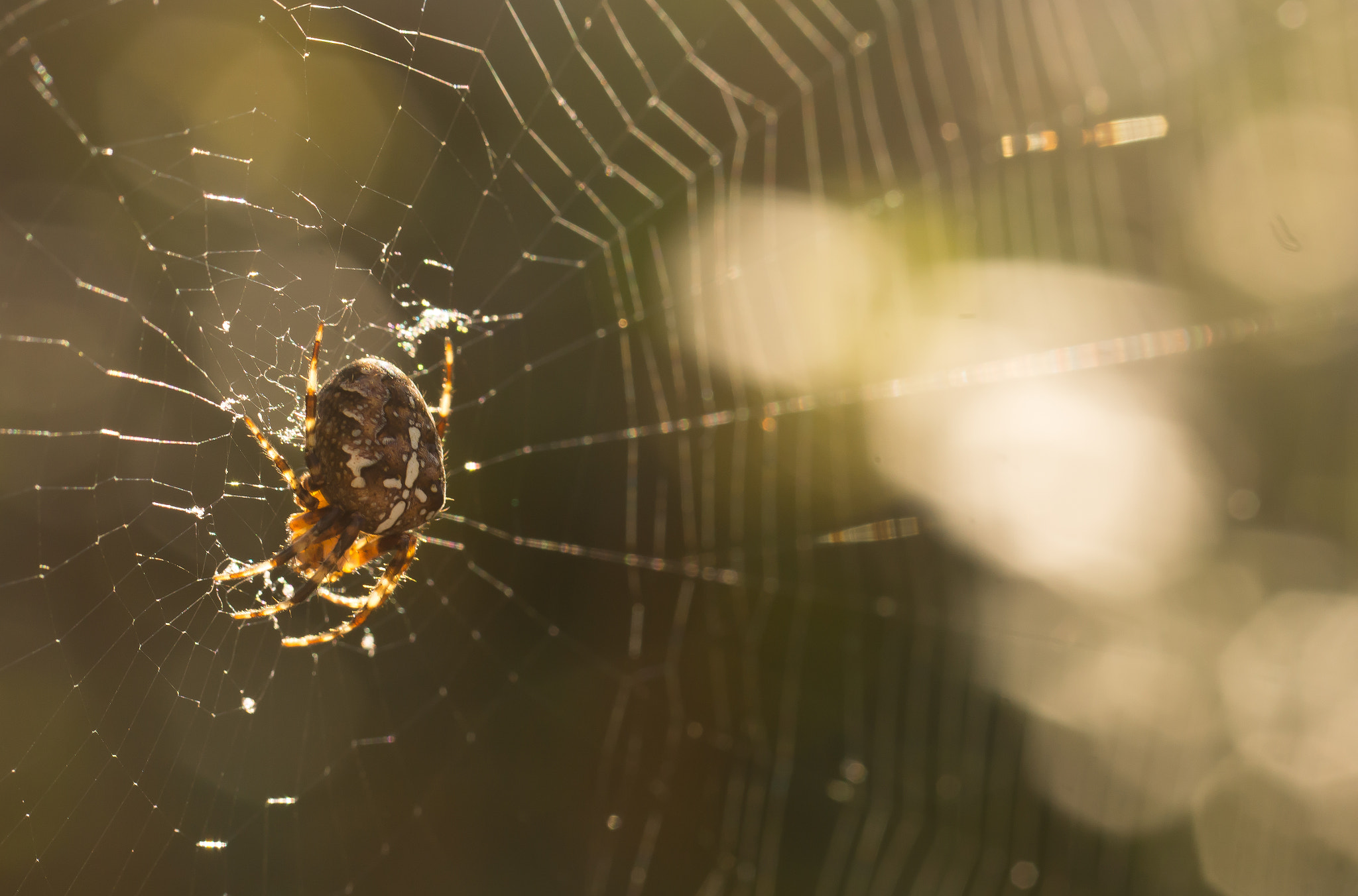 Sony SLT-A65 (SLT-A65V) sample photo. Spider photography