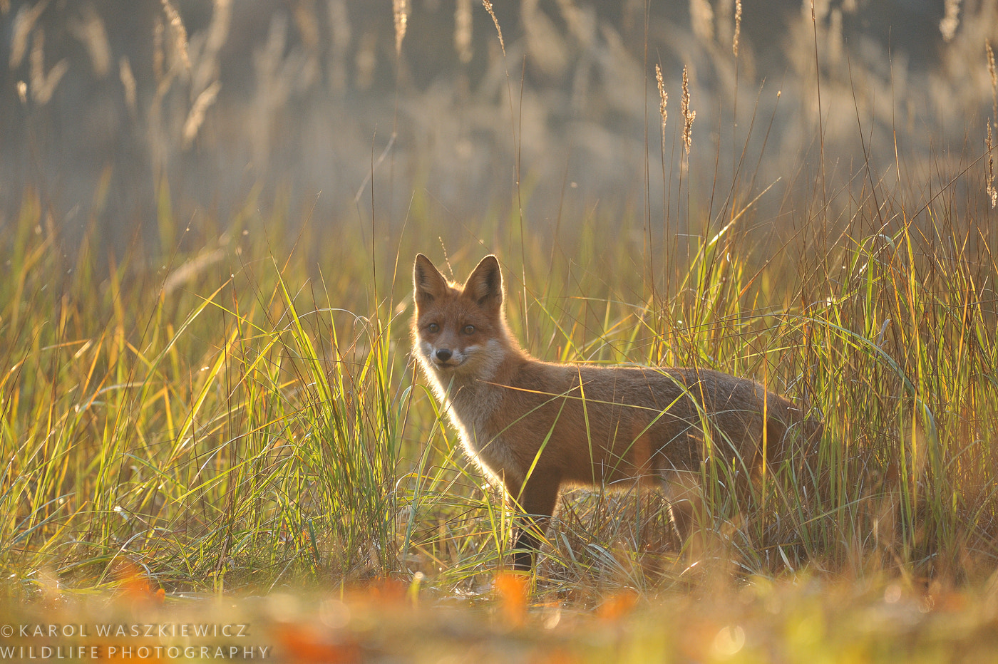 Nikon D3 + Nikon AF-S Nikkor 200-500mm F5.6E ED VR sample photo. Red fox in autumnal late afternoon light. photography