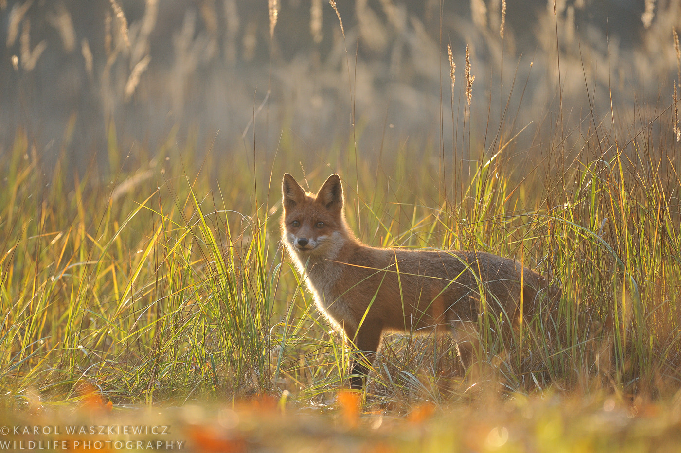 Nikon AF-S Nikkor 200-500mm F5.6E ED VR sample photo. Red fox in autumnal late afternoon light. photography