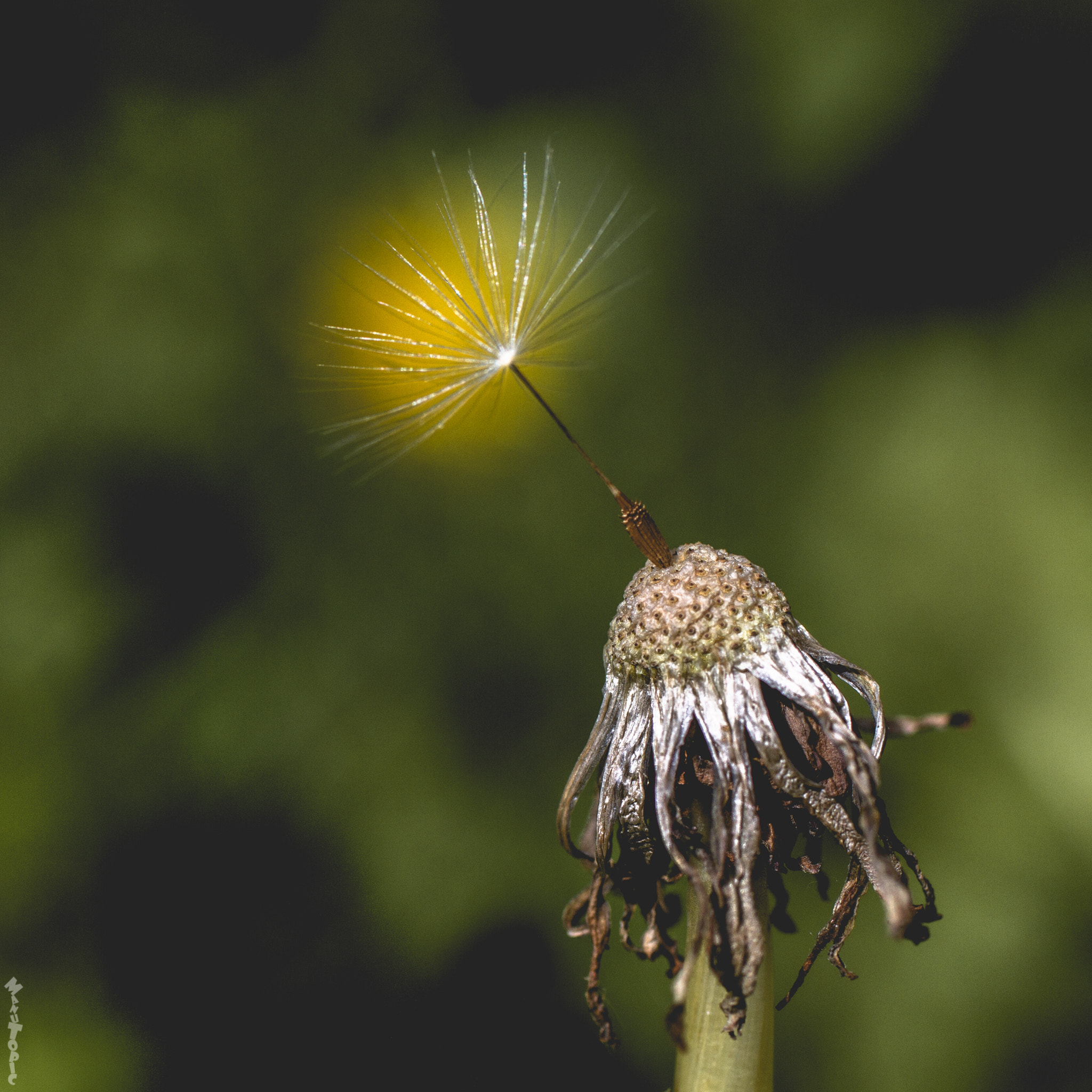 Canon EF 50mm F2.5 Macro sample photo. Résistance photography